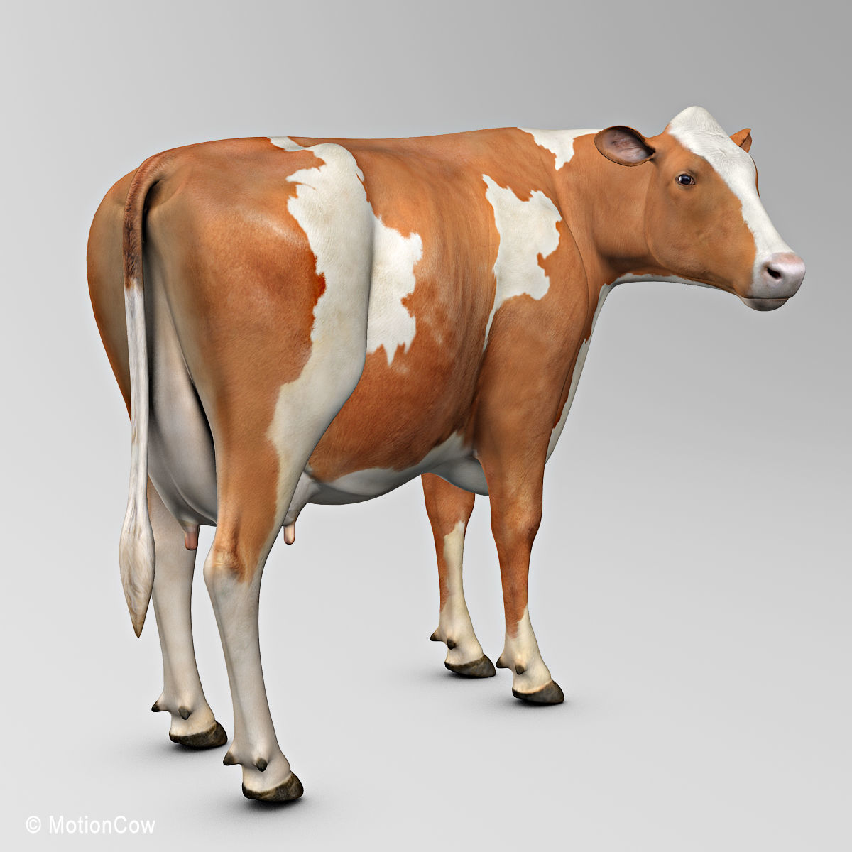 Cow Ayrshire 3D model_6