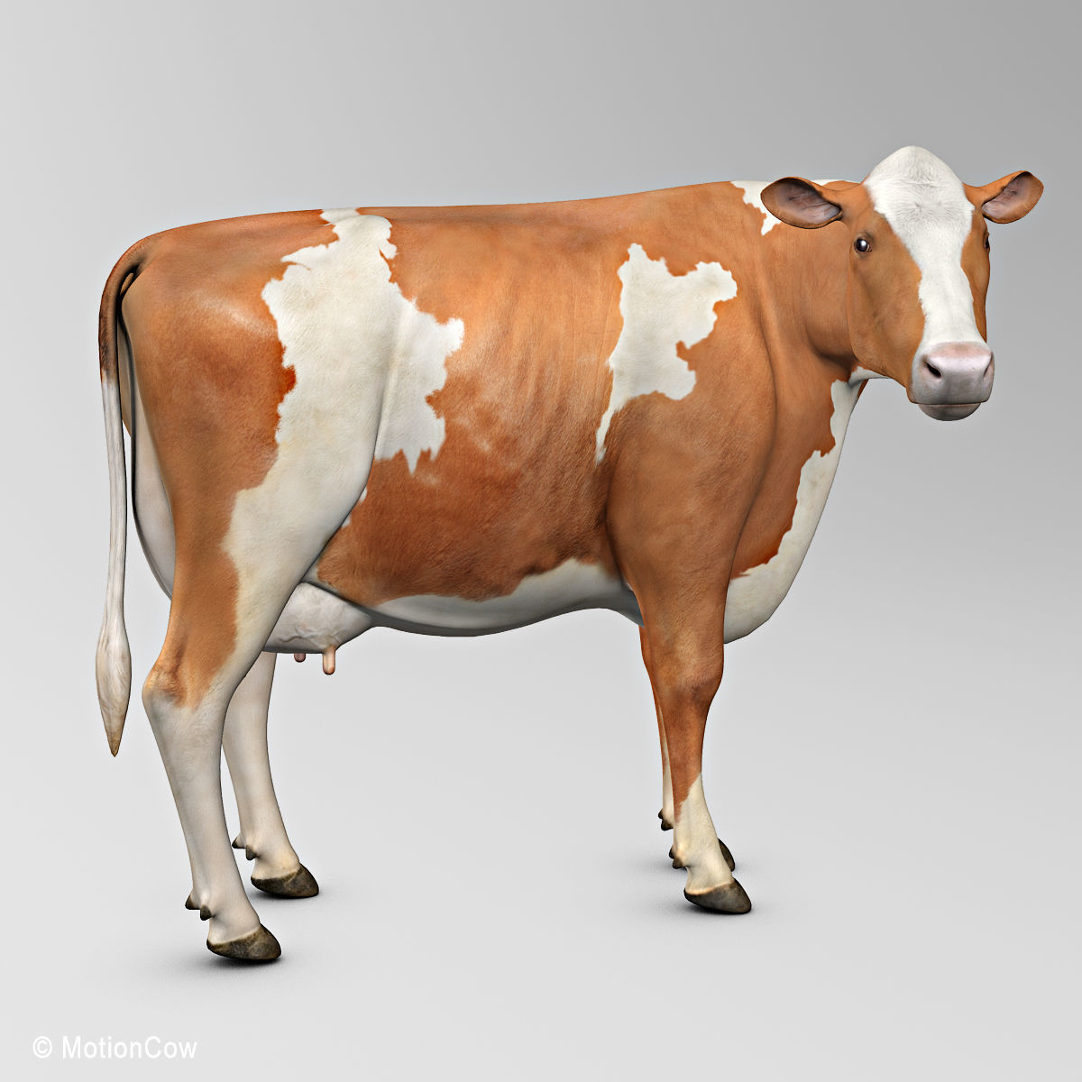 Cow Ayrshire 3D model_5
