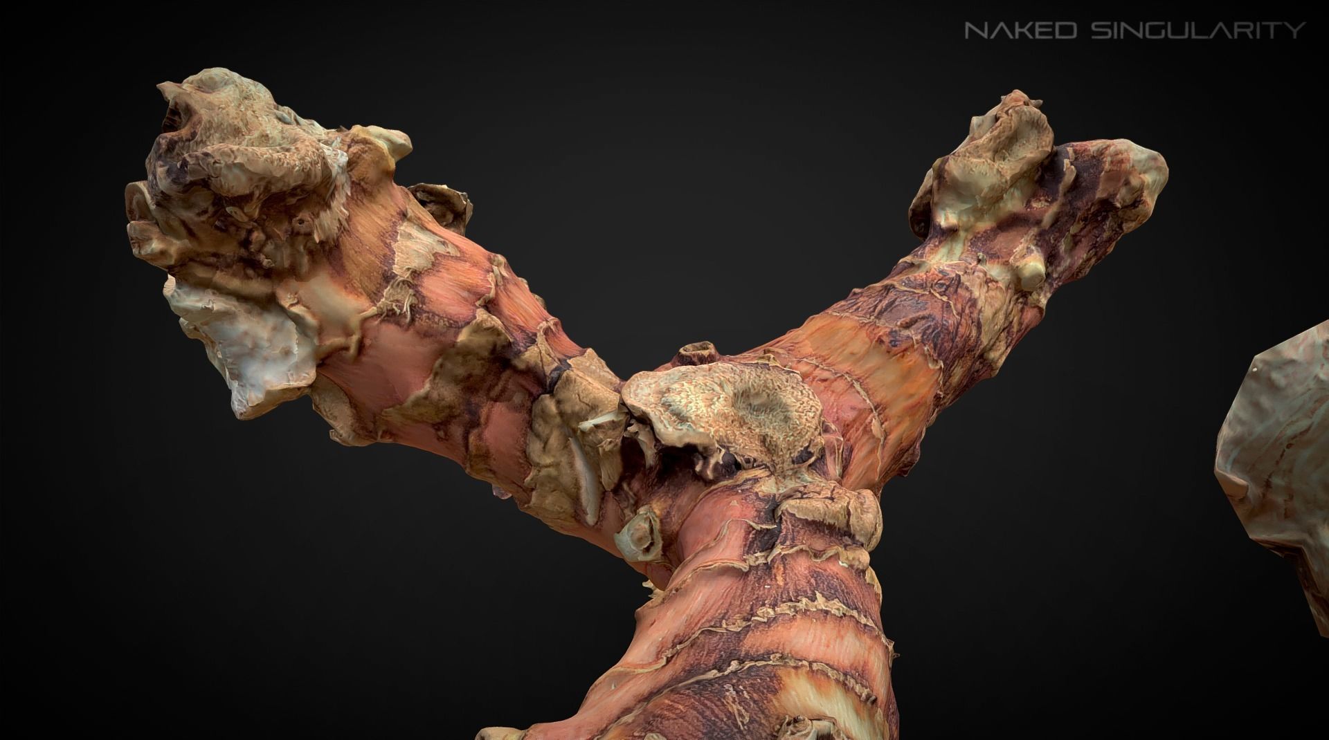3D Scan fruit - Galangal root photogrammetry 4K Low-poly 3D model_4