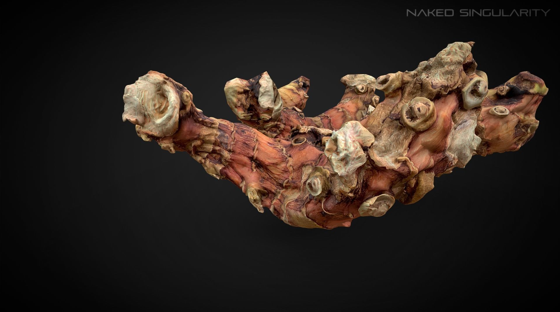 3D Scan fruit - Galangal root photogrammetry 4K Low-poly 3D model_3