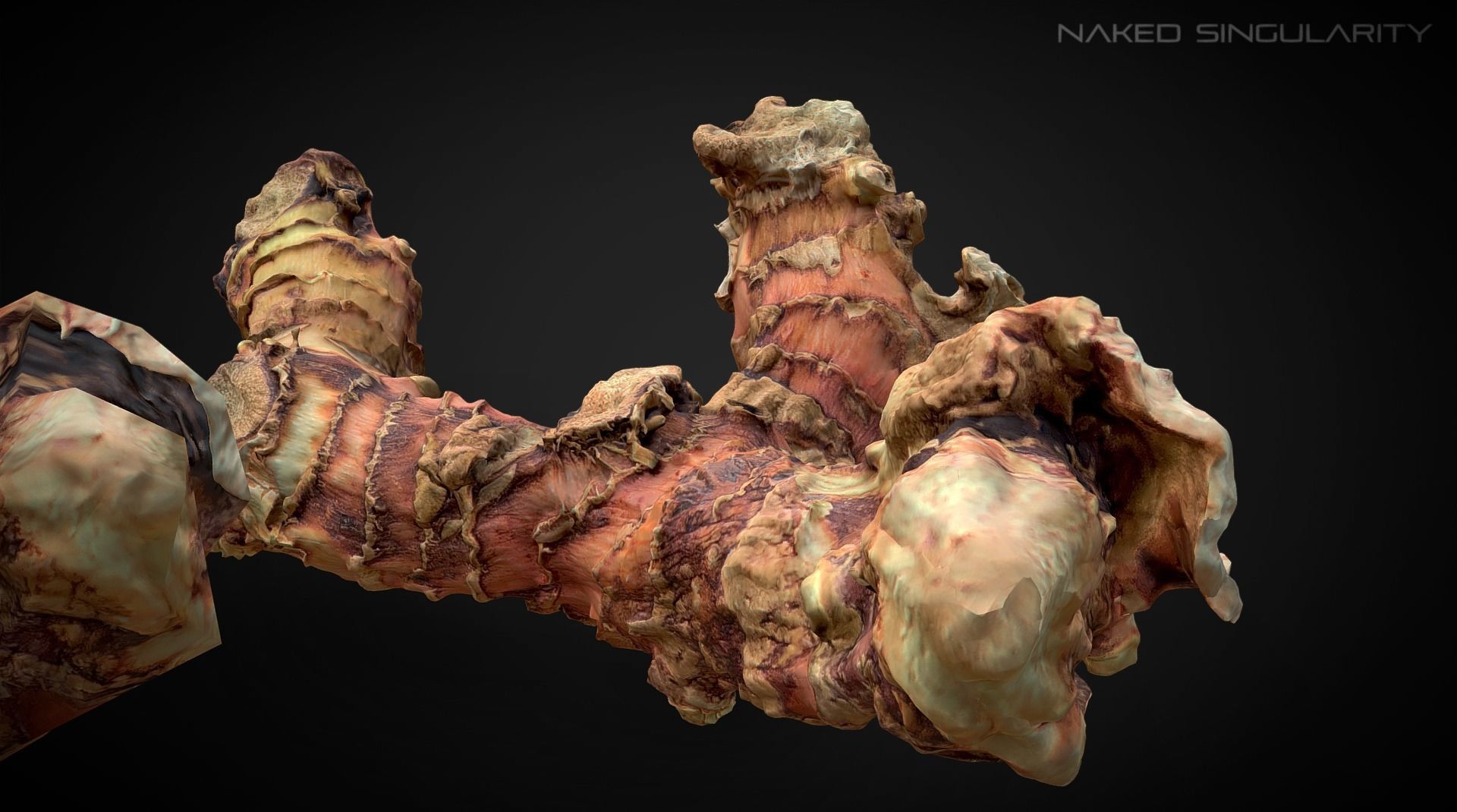 3D Scan fruit - Galangal root photogrammetry 4K Low-poly 3D model_5