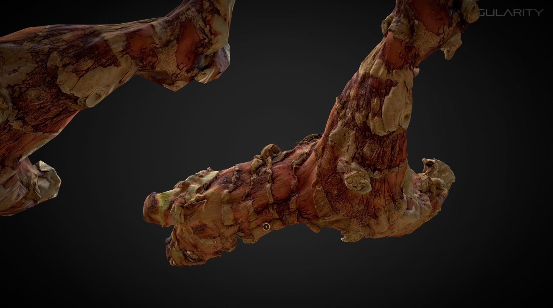 3D Scan fruit - Galangal root photogrammetry 4K Low-poly 3D model_6
