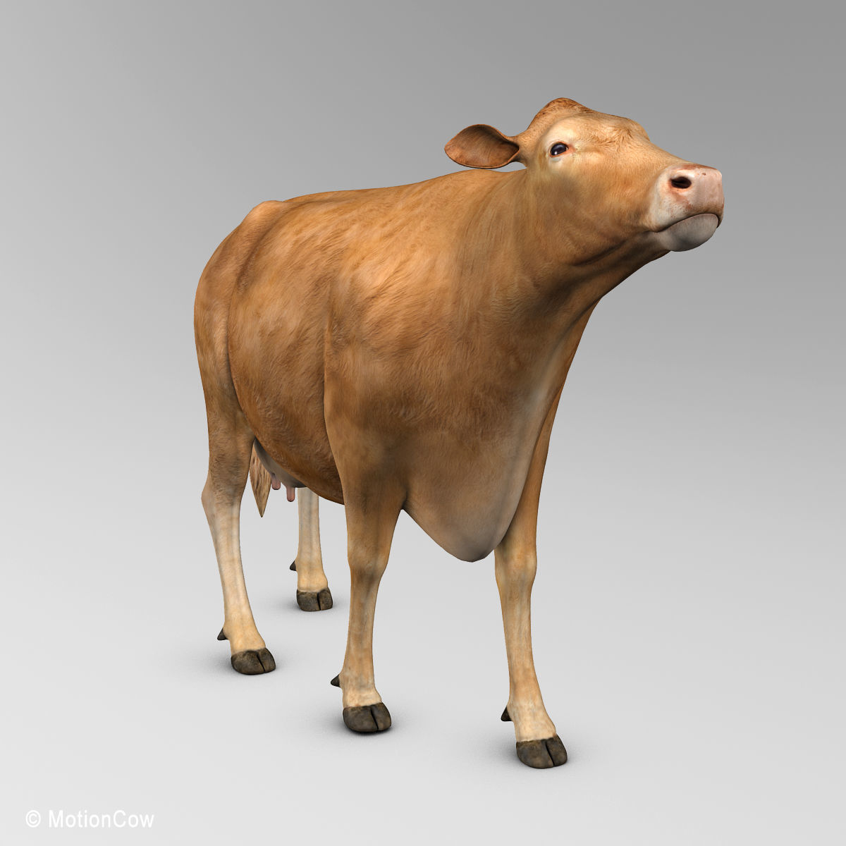 Cow Limousin 3D model_14