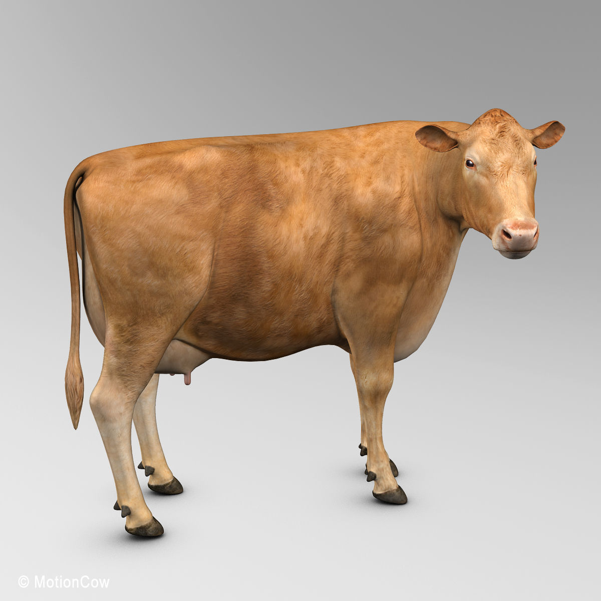 Cow Limousin 3D model_8