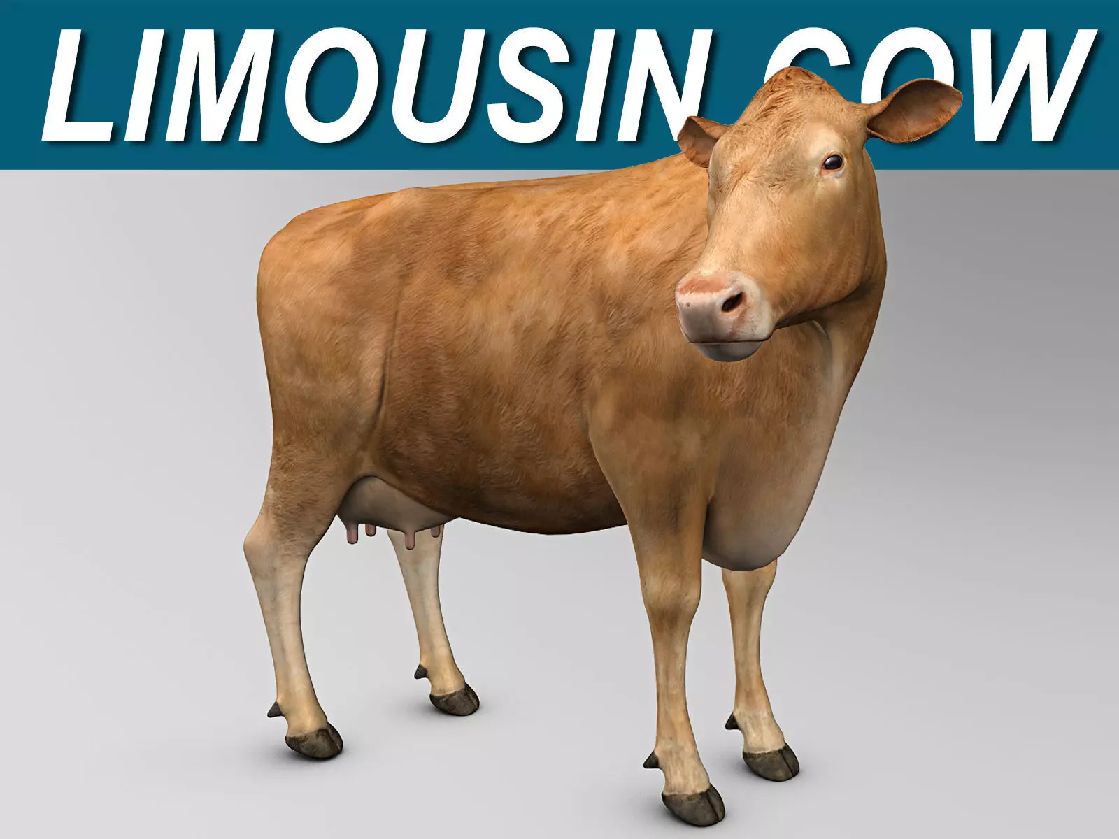 Cow Limousin 3D model_0