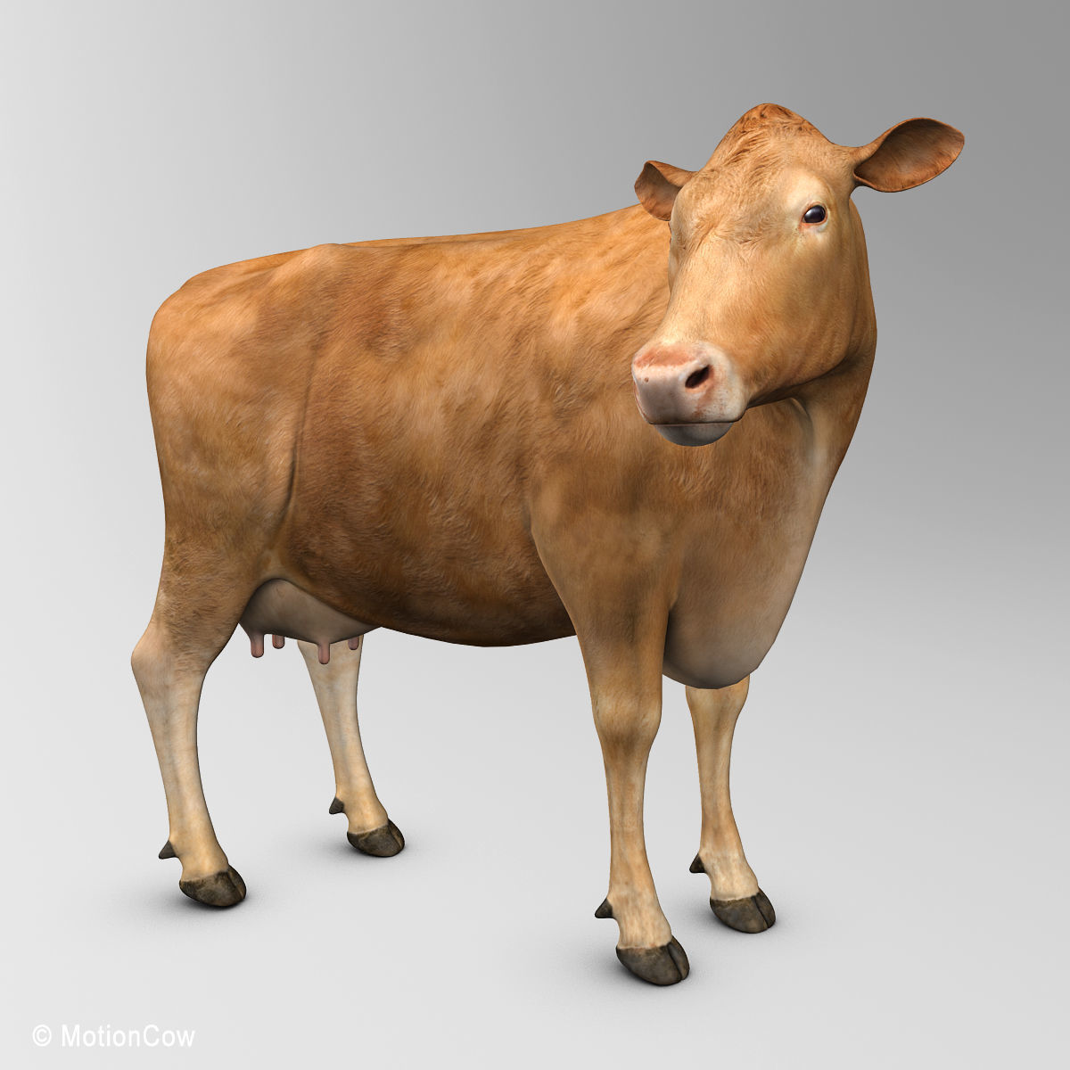 Cow Limousin 3D model_10