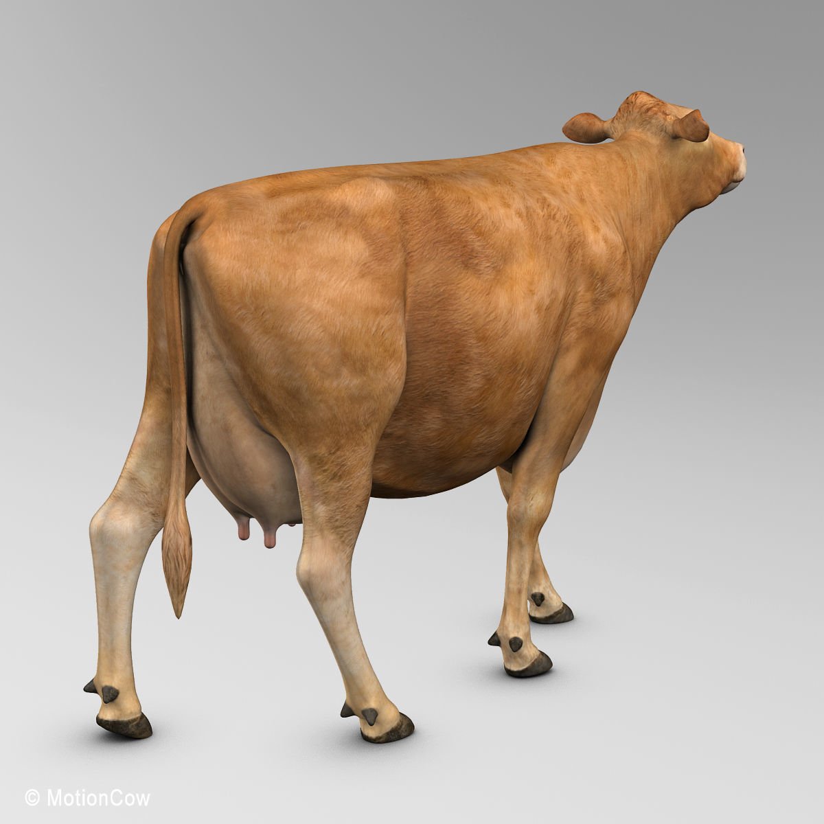 Cow Limousin 3D model_15