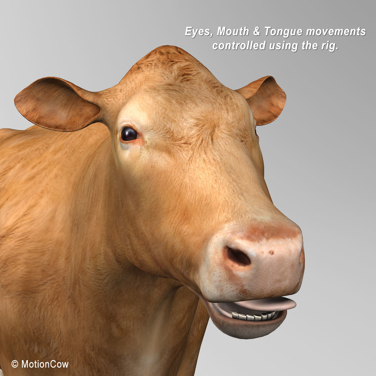 Cow Limousin 3D model_12