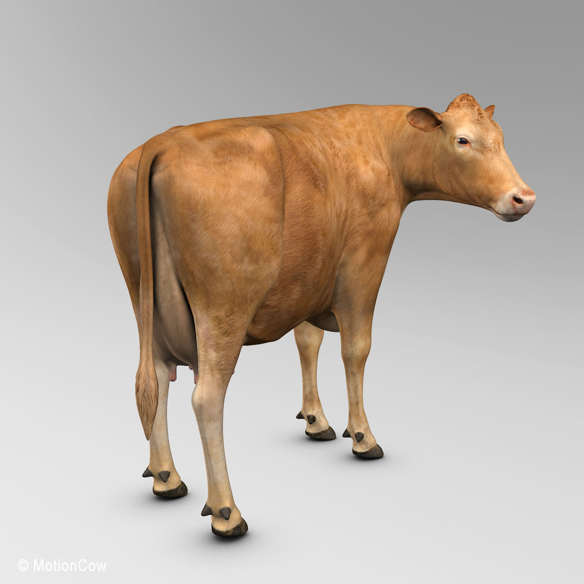 Cow Limousin 3D model_9