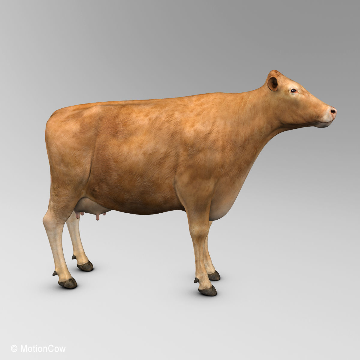 Cow Limousin 3D model_17