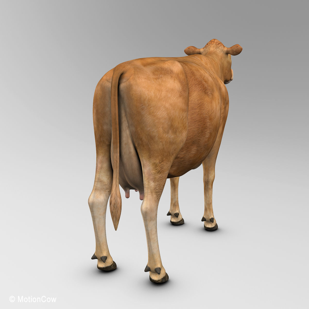 Cow Limousin 3D model_7