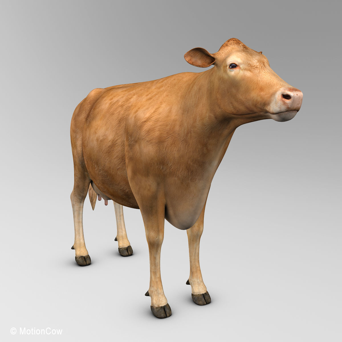 Cow Limousin 3D model_3