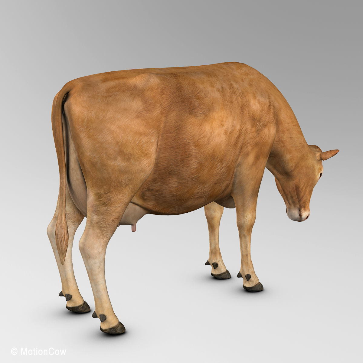 Cow Limousin 3D model_13