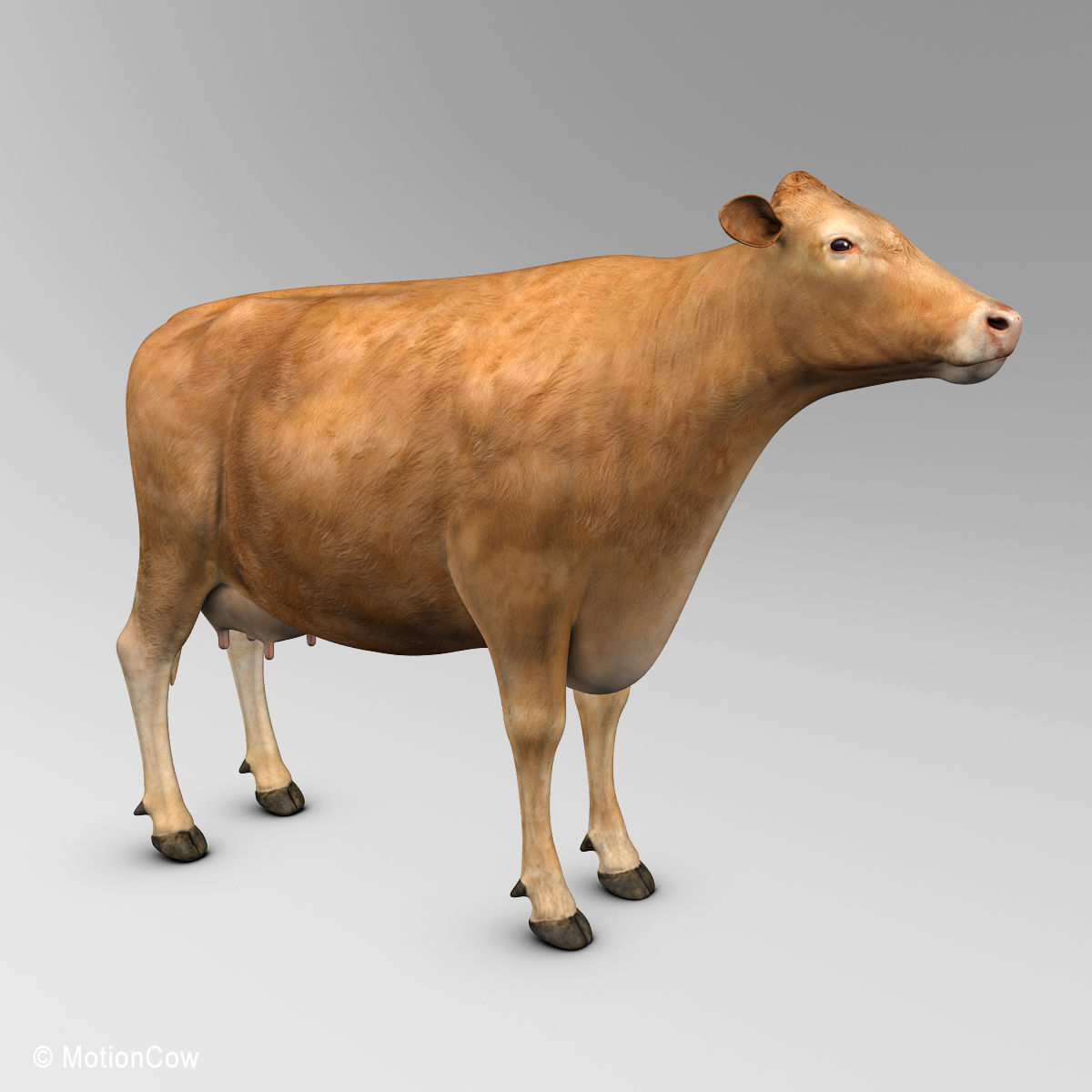 Cow Limousin 3D model_5