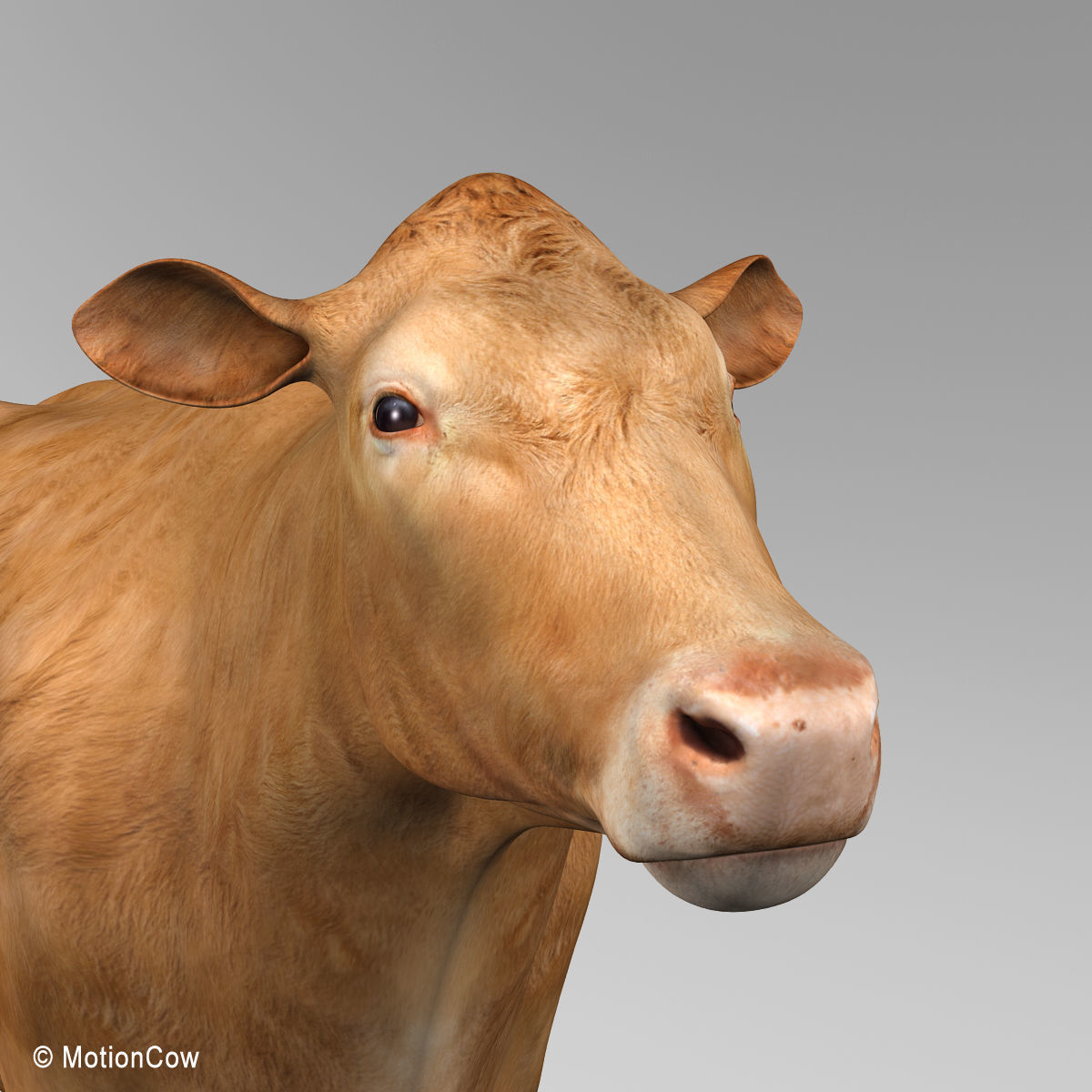 Cow Limousin 3D model_11