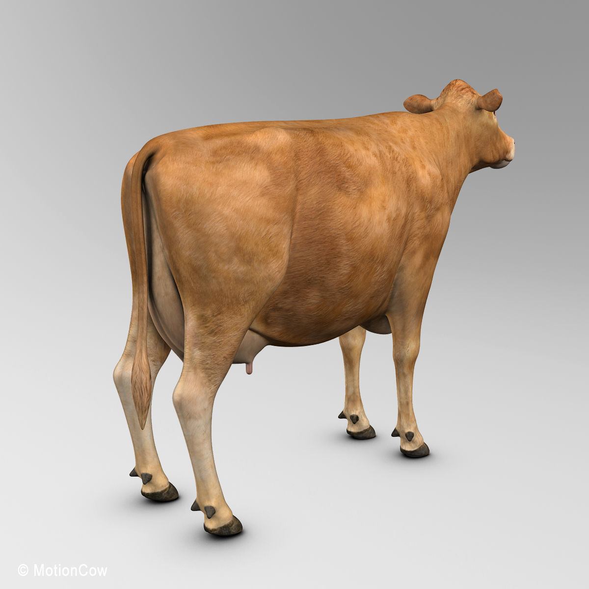 Cow Limousin 3D model_6