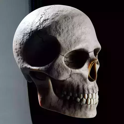 Skull with LODs and PBR ready 