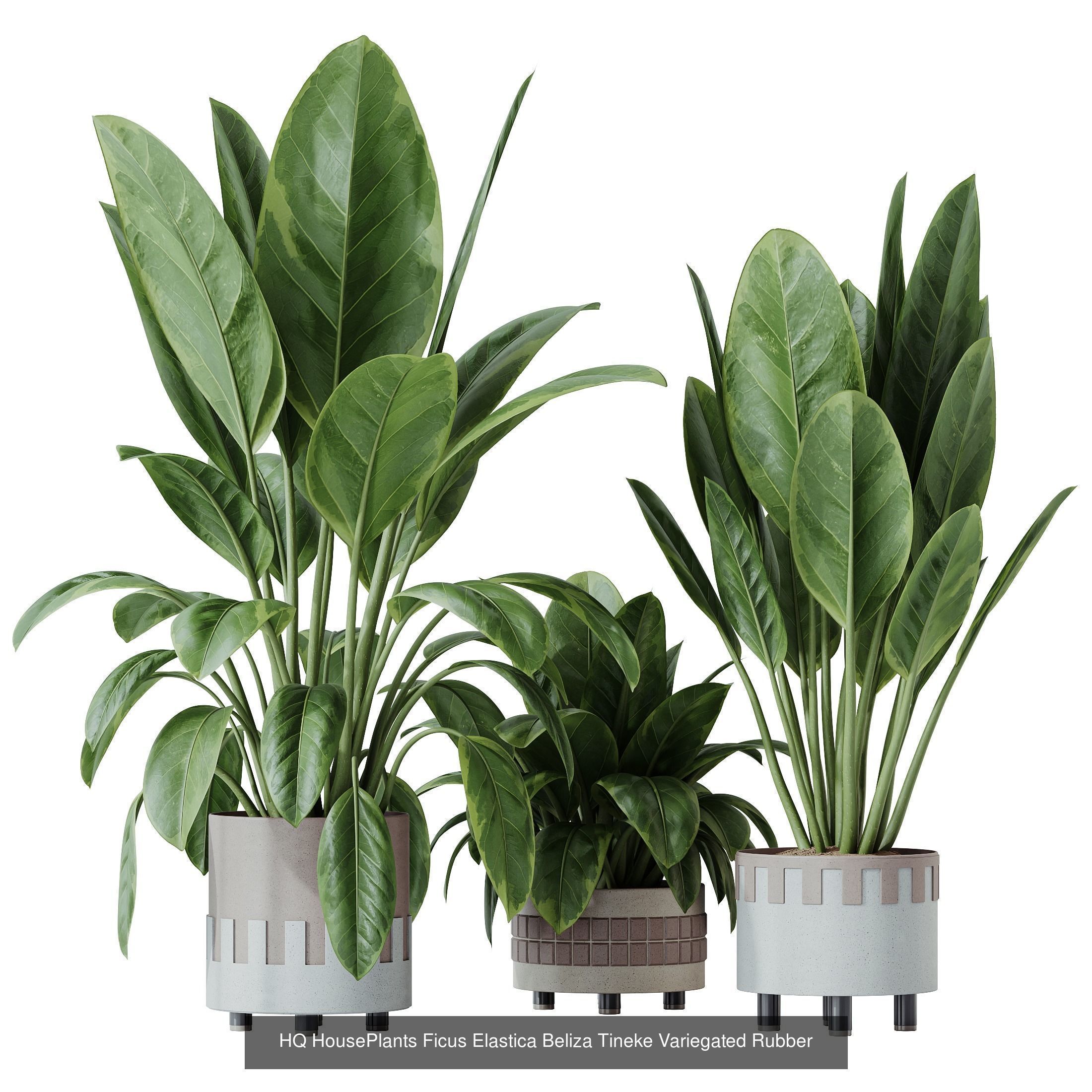 12 Different SETS of Plant Indoor SET VOL156 3D Model Collection_4