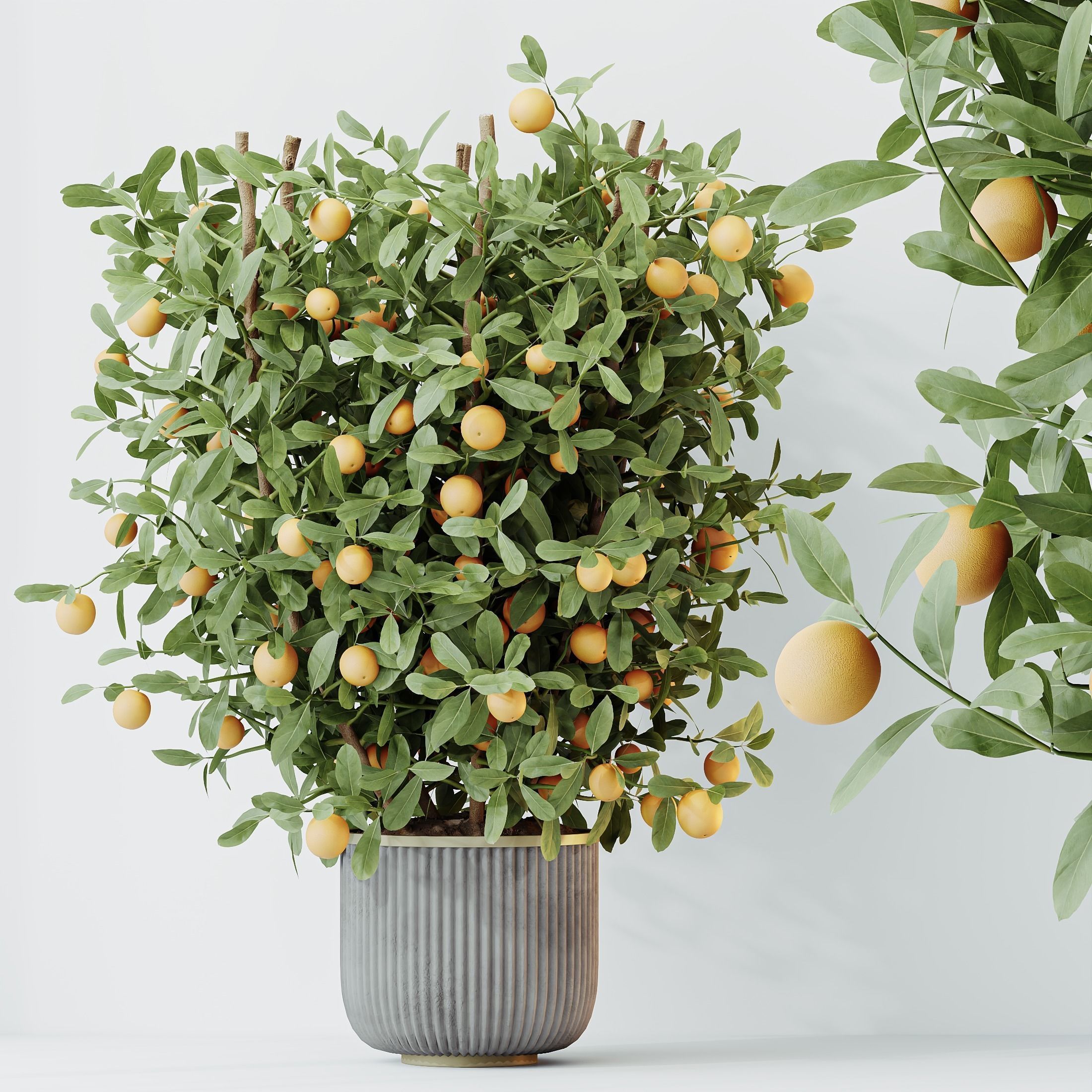 12 Different SETS of Plant Indoor SET VOL156 3D Model Collection_28