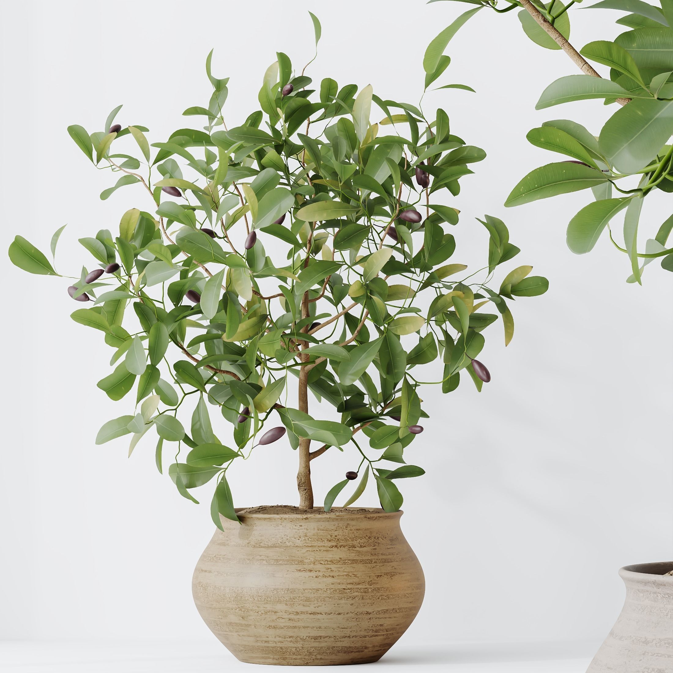 12 Different SETS of Plant Indoor SET VOL156 3D Model Collection_17