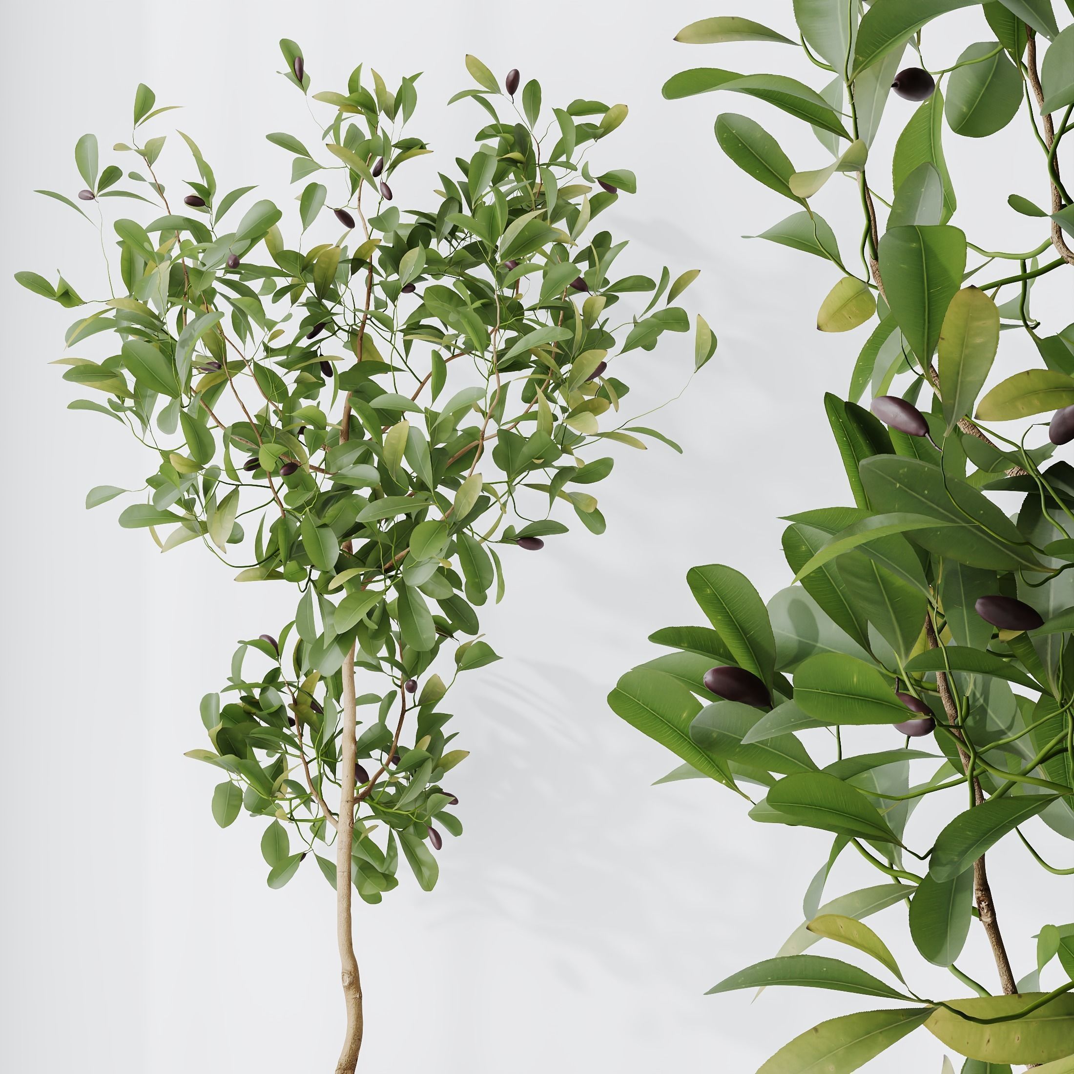 12 Different SETS of Plant Indoor SET VOL156 3D Model Collection_21