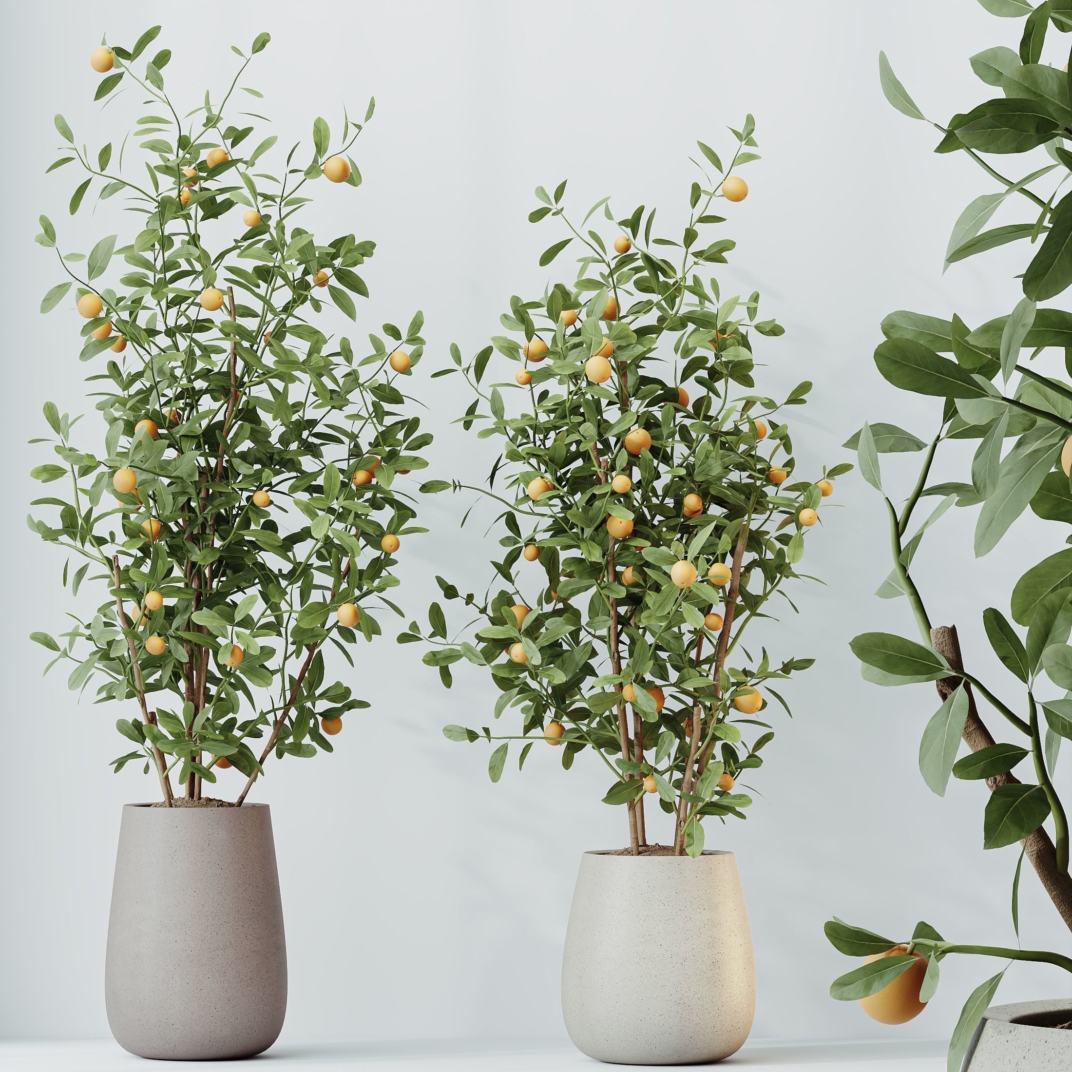 12 Different SETS of Plant Indoor SET VOL156 3D Model Collection_32