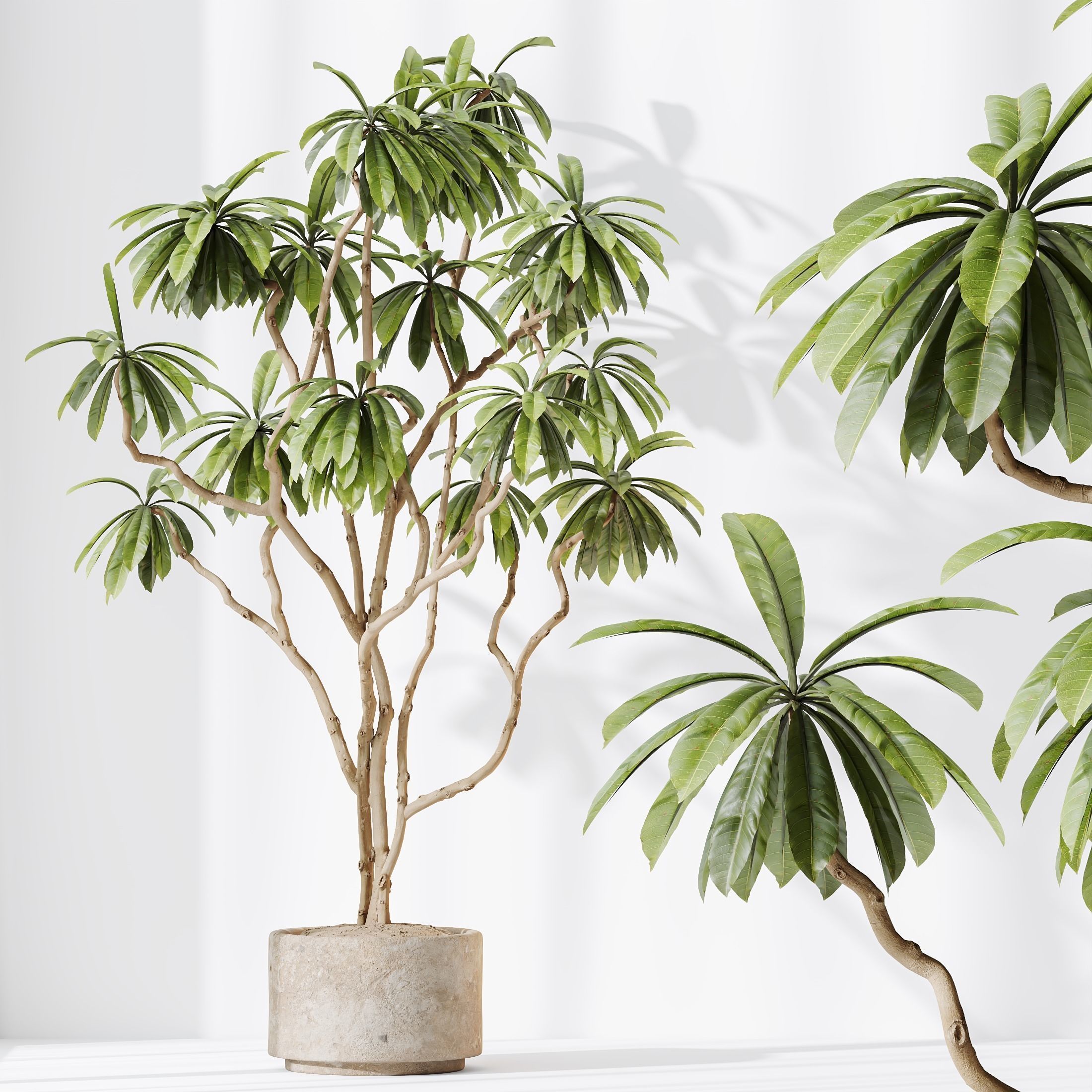 12 Different SETS of Plant Indoor SET VOL157 3D Model Collection_24