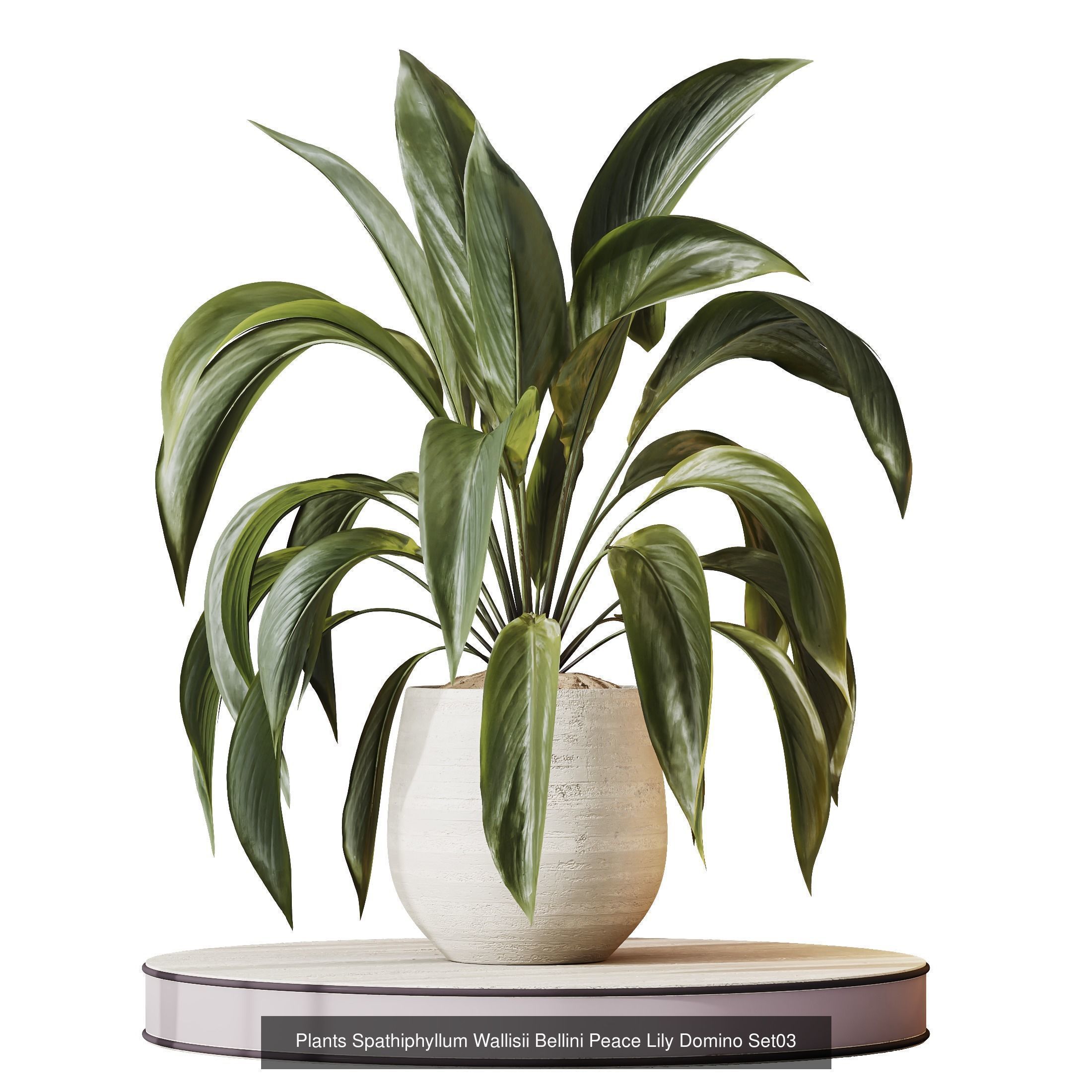 12 Different SETS of Plant Indoor SET VOL157 3D Model Collection_3