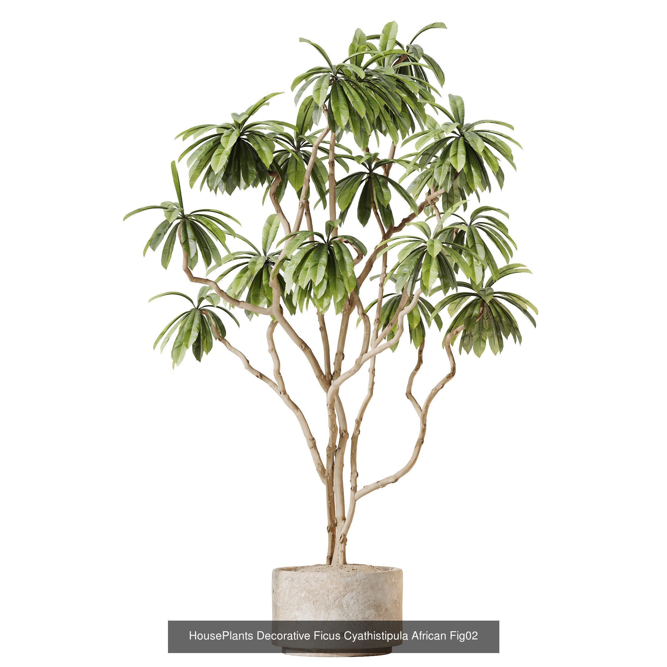 12 Different SETS of Plant Indoor SET VOL157 3D Model Collection_7