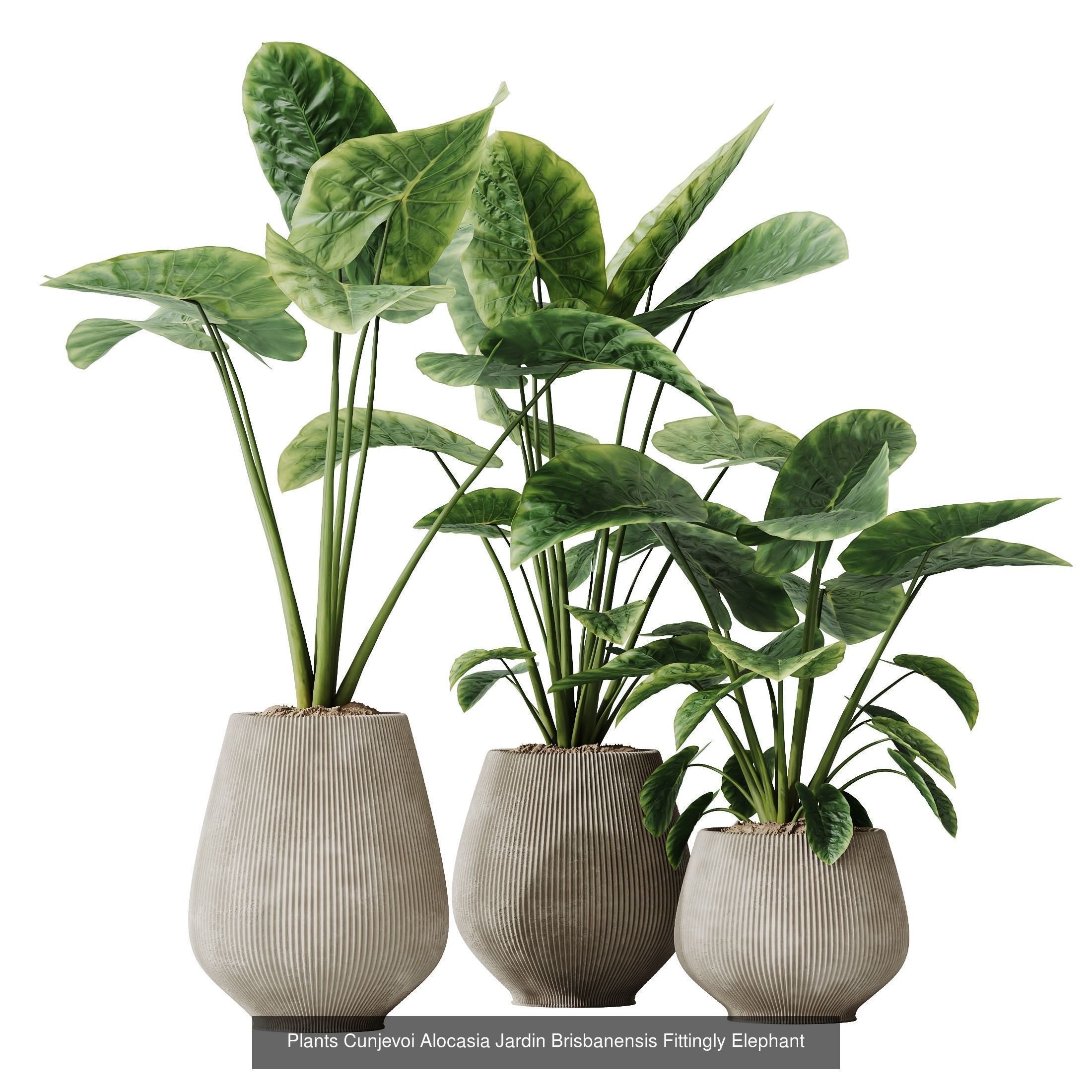 12 Different SETS of Plant Indoor SET VOL157 3D Model Collection_10