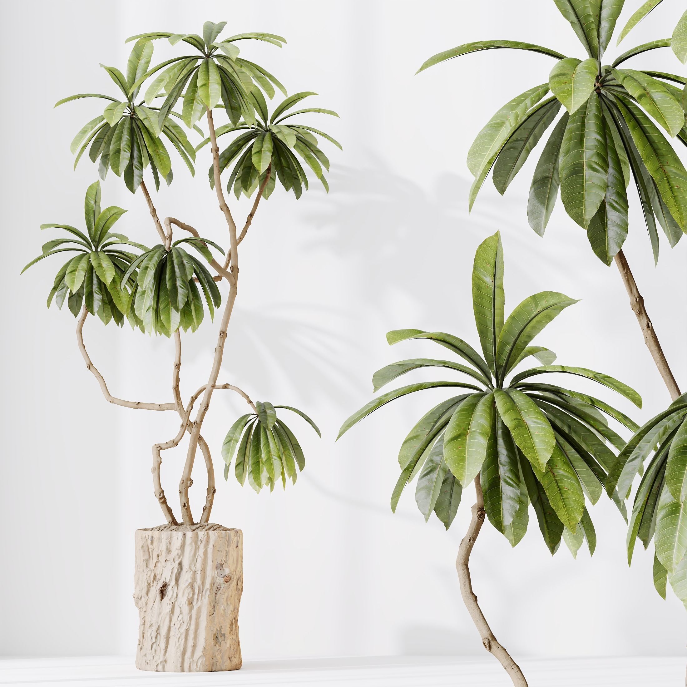 12 Different SETS of Plant Indoor SET VOL157 3D Model Collection_23