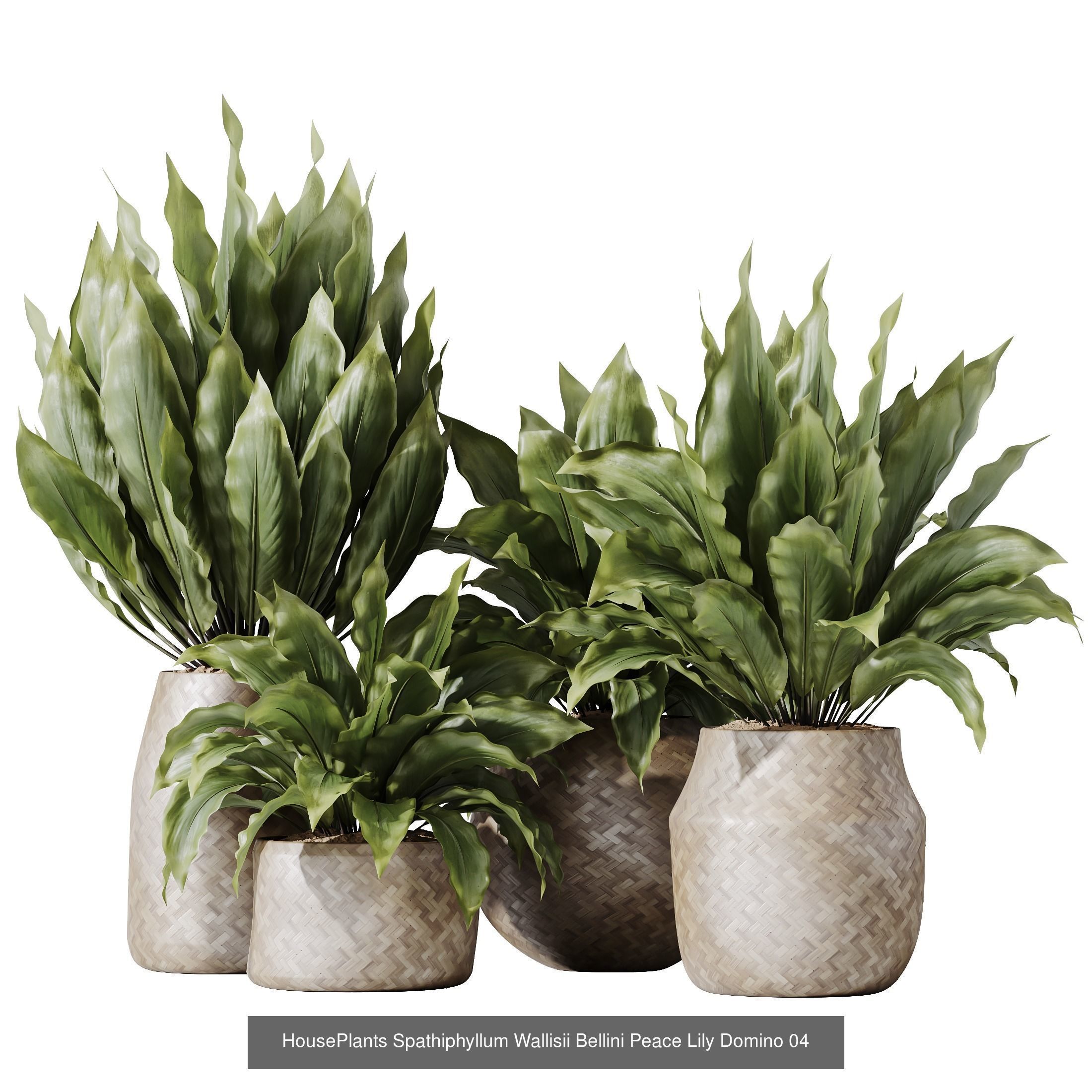 12 Different SETS of Plant Indoor SET VOL157 3D Model Collection_9