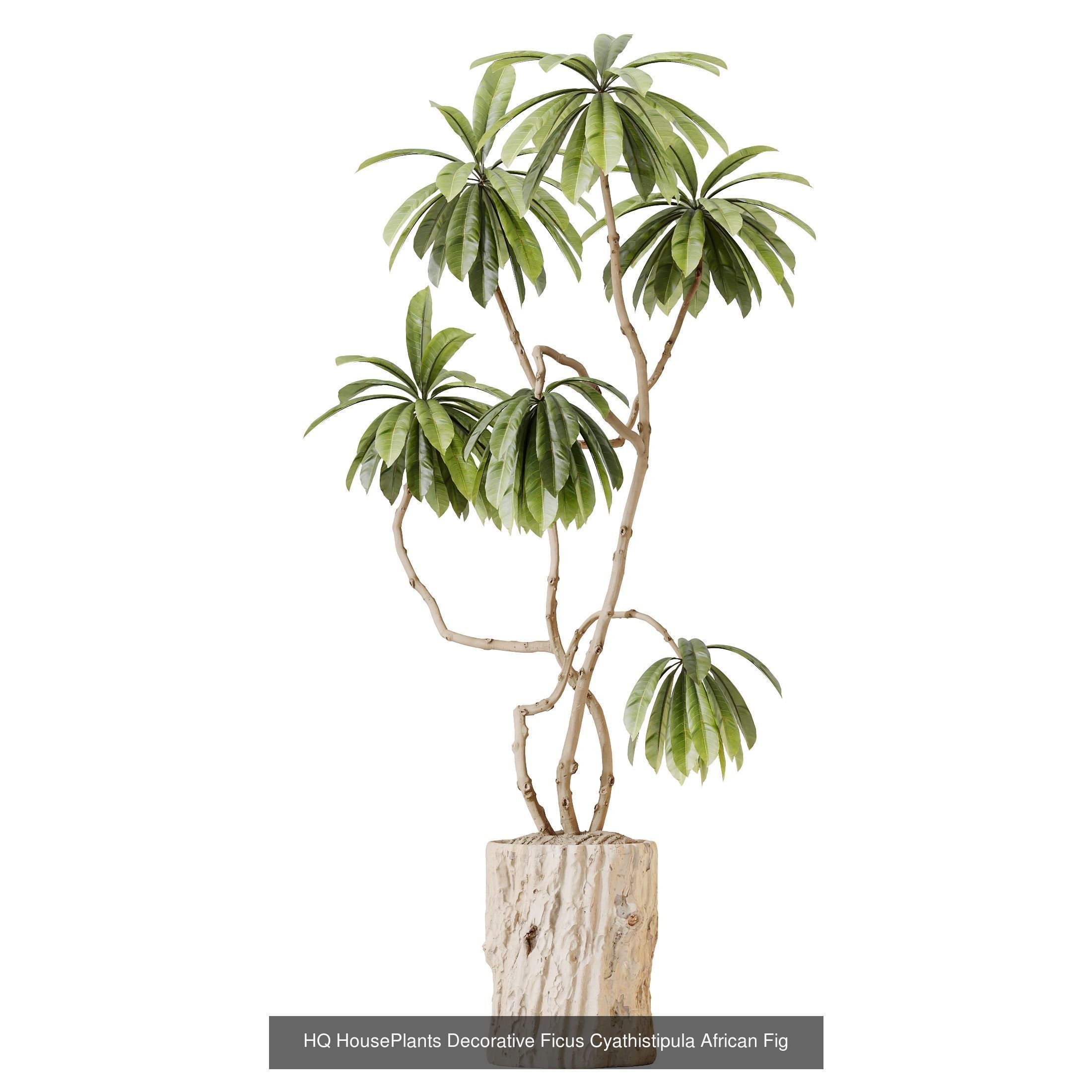 12 Different SETS of Plant Indoor SET VOL157 3D Model Collection_5