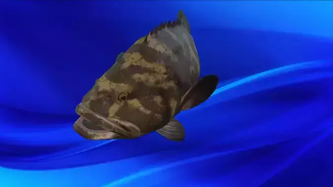 Fish Animation 3d model  Low-poly 3D model