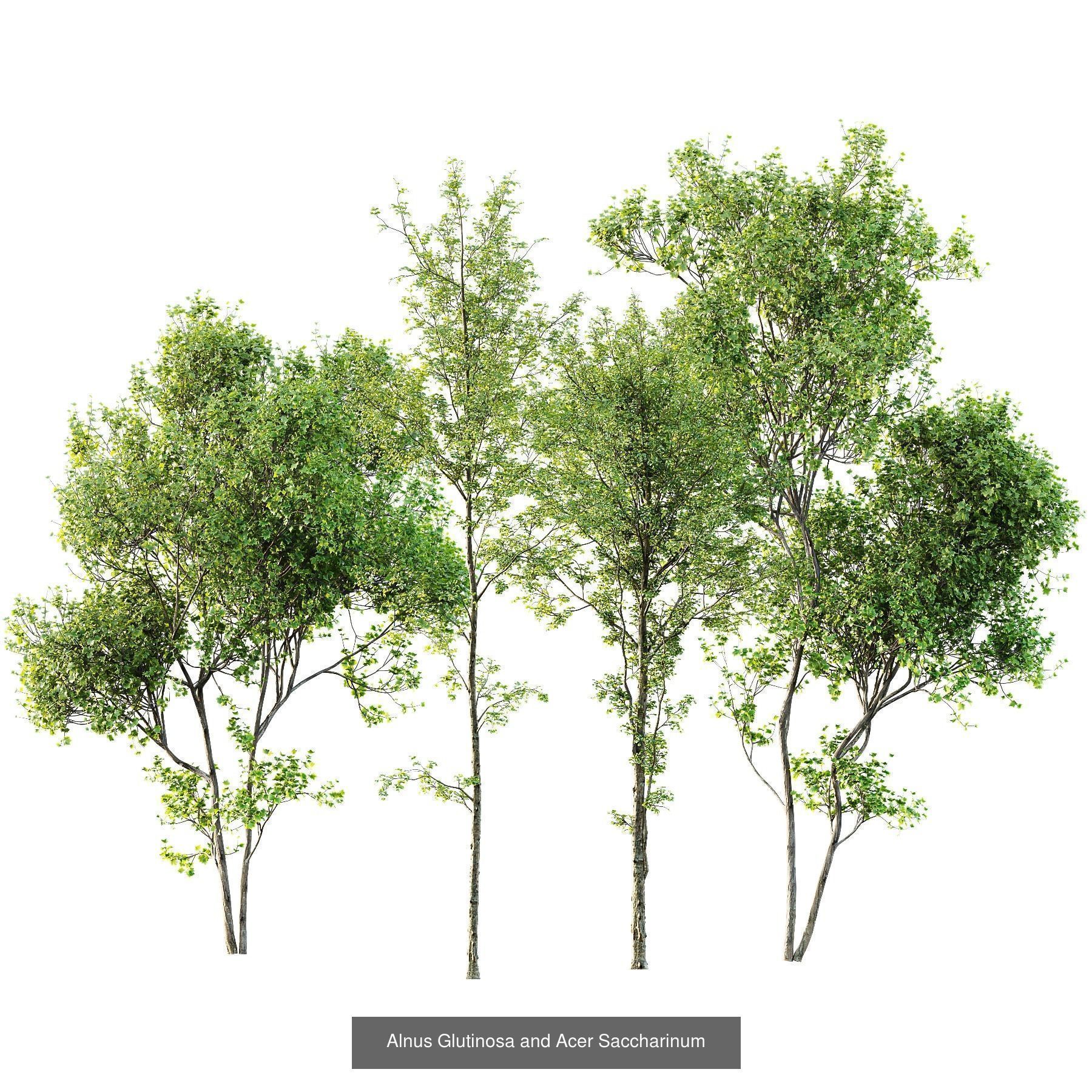 12 Different SETS of Plant Tree SET VOL158 3D Model Collection_3
