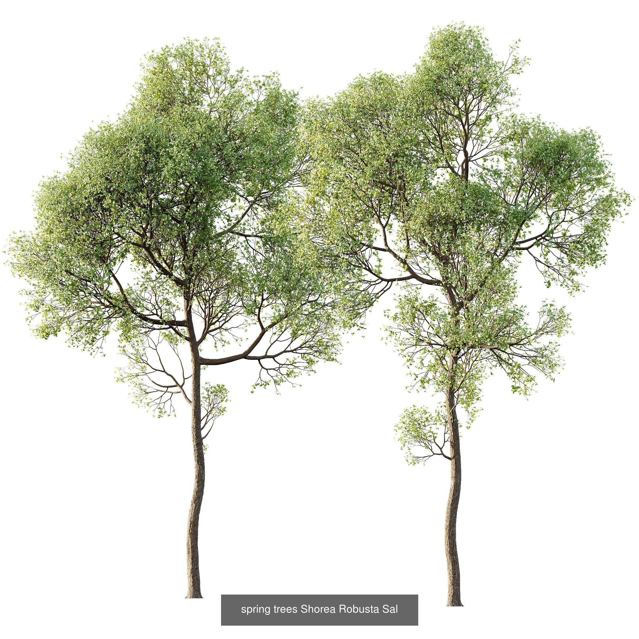 12 Different SETS of Plant Tree SET VOL158 3D Model Collection_8
