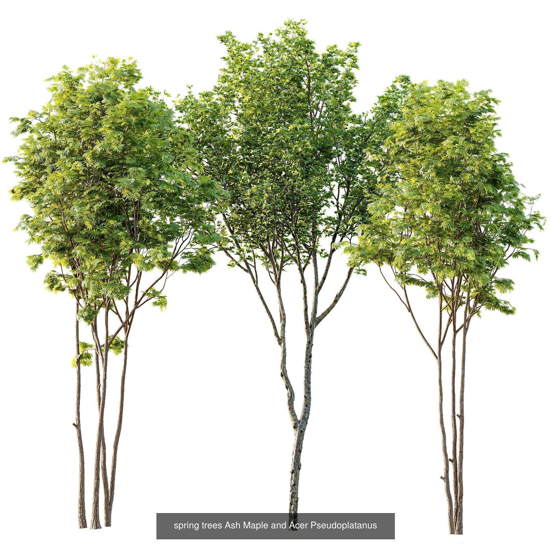12 Different SETS of Plant Tree SET VOL158 3D Model Collection_4
