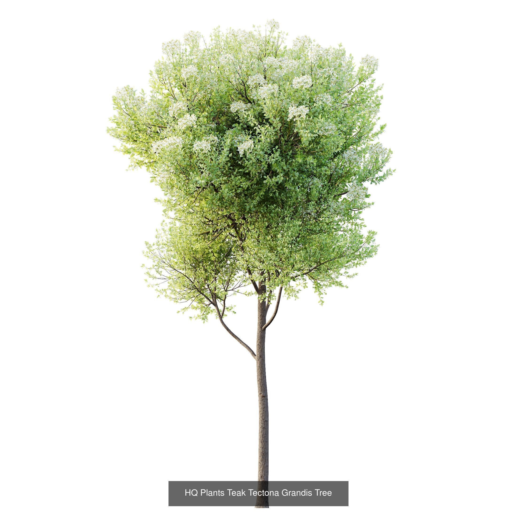 12 Different SETS of Plant Tree SET VOL158 3D Model Collection_13