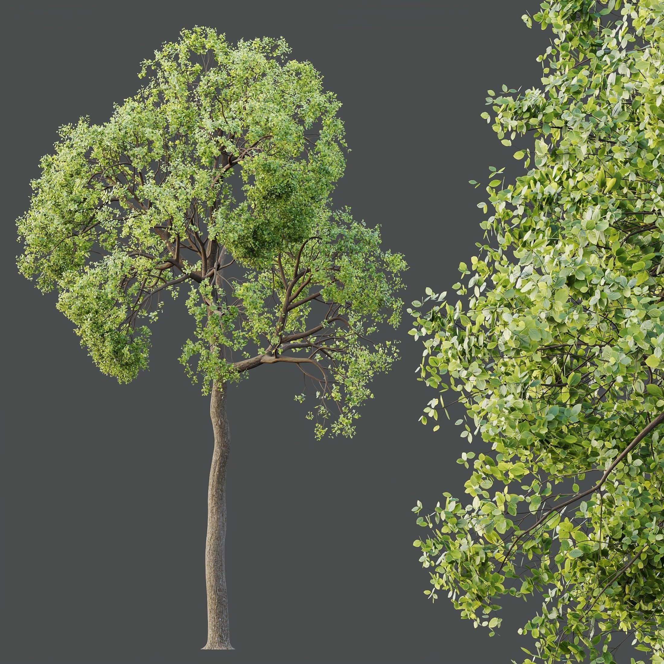 12 Different SETS of Plant Tree SET VOL158 3D Model Collection_21