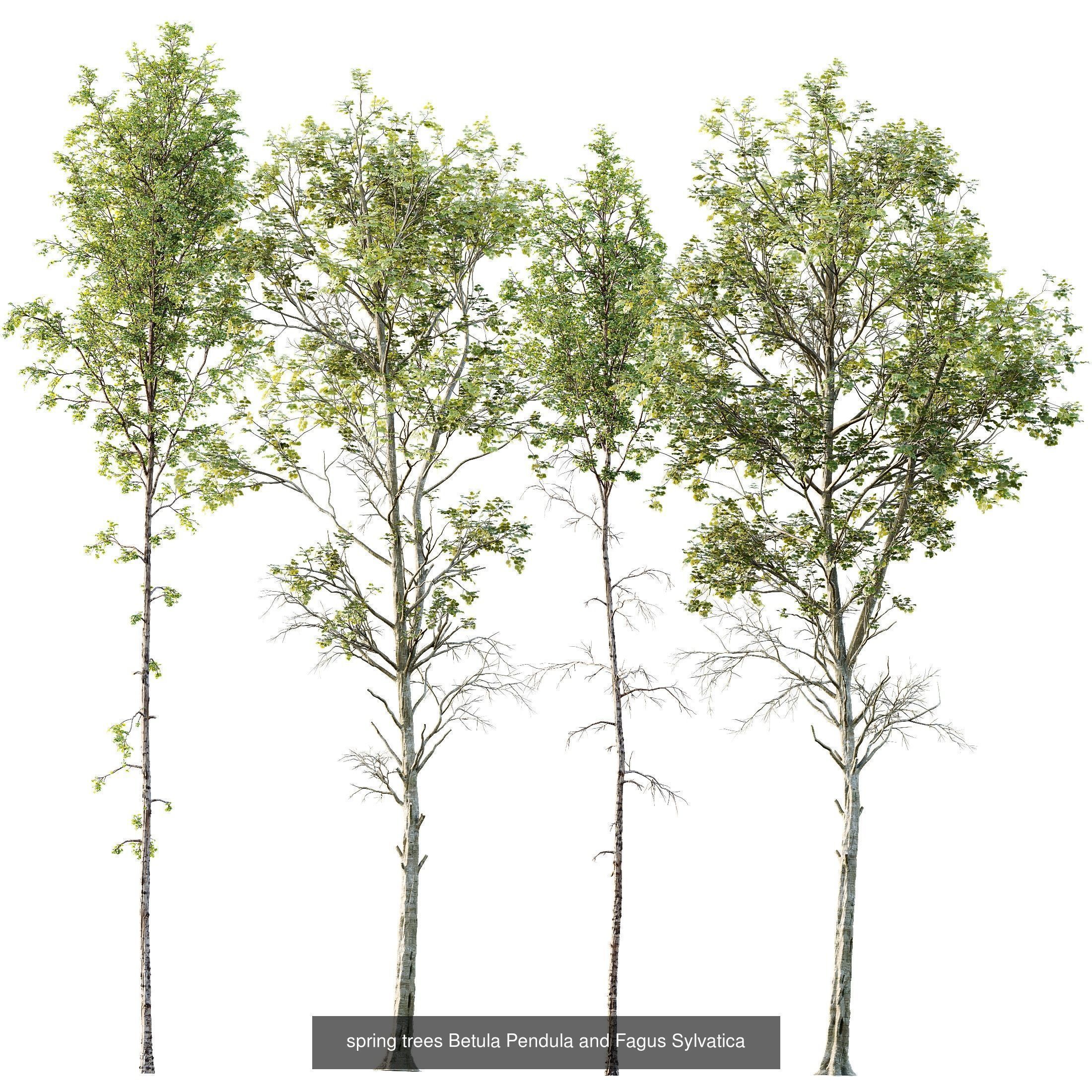 12 Different SETS of Plant Tree SET VOL158 3D Model Collection_5