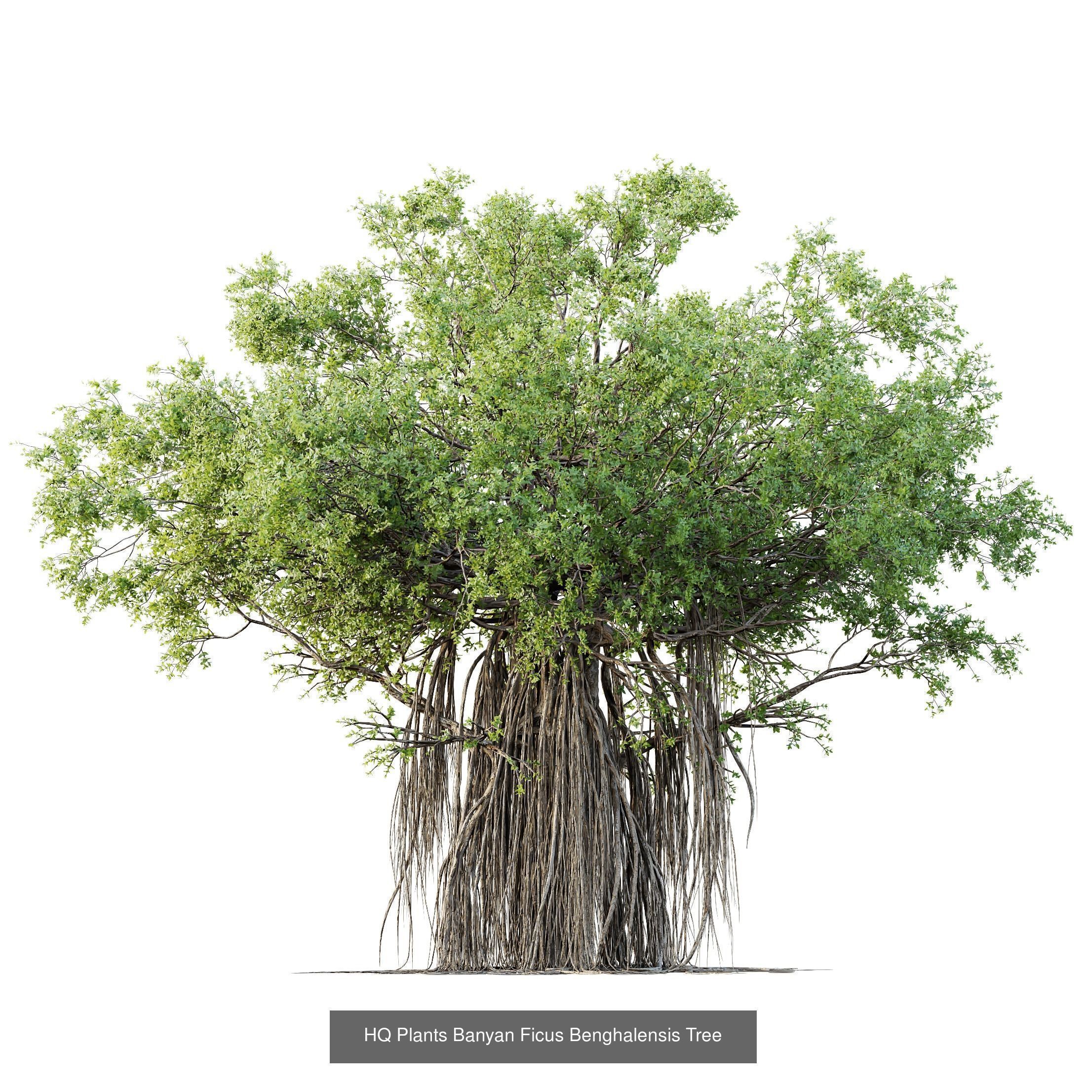 12 Different SETS of Plant Tree SET VOL158 3D Model Collection_12