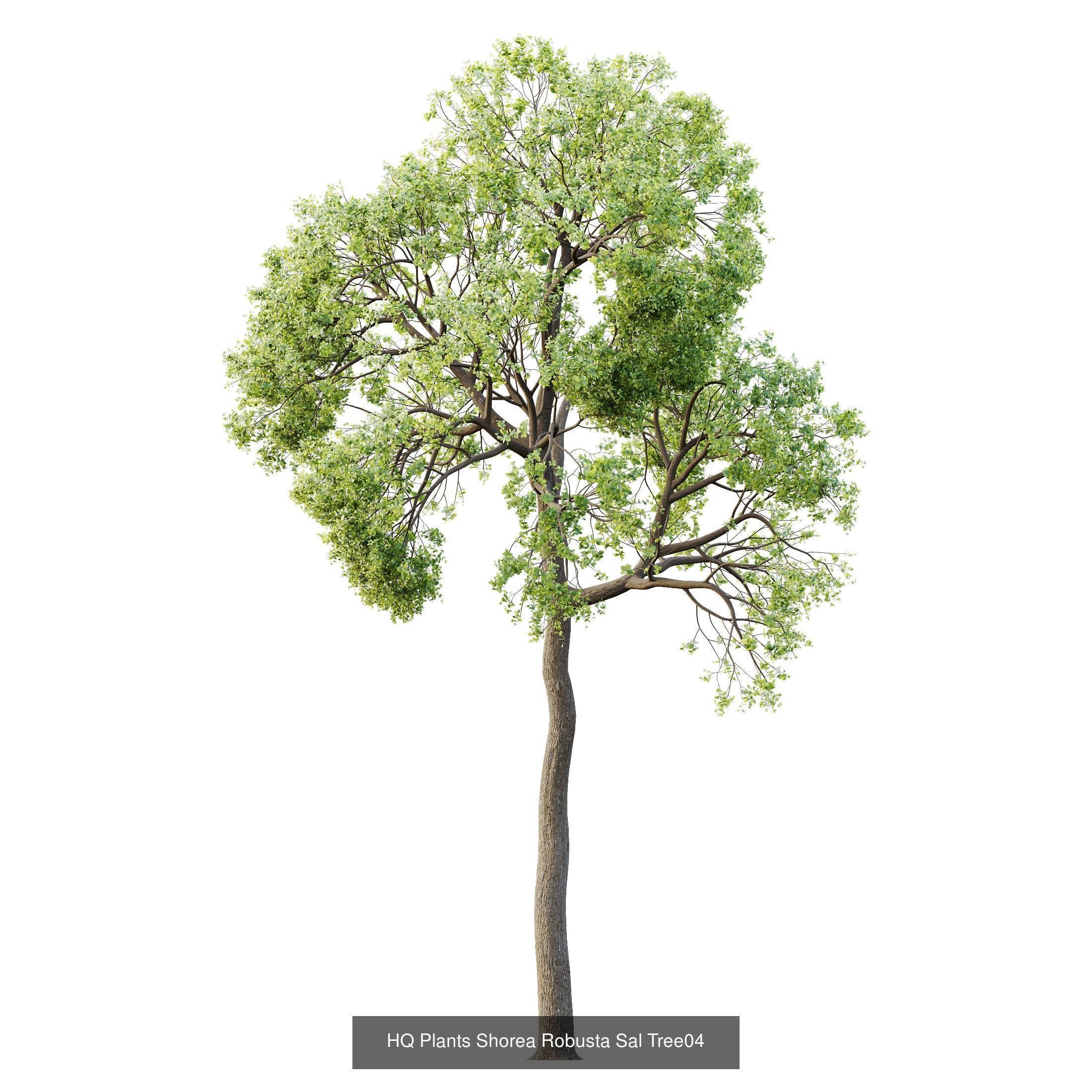 12 Different SETS of Plant Tree SET VOL158 3D Model Collection_11