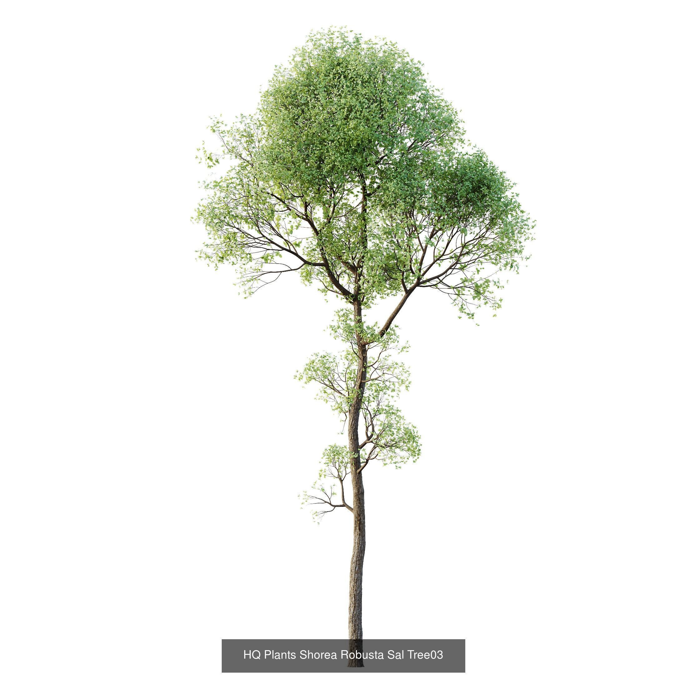 12 Different SETS of Plant Tree SET VOL158 3D Model Collection_9