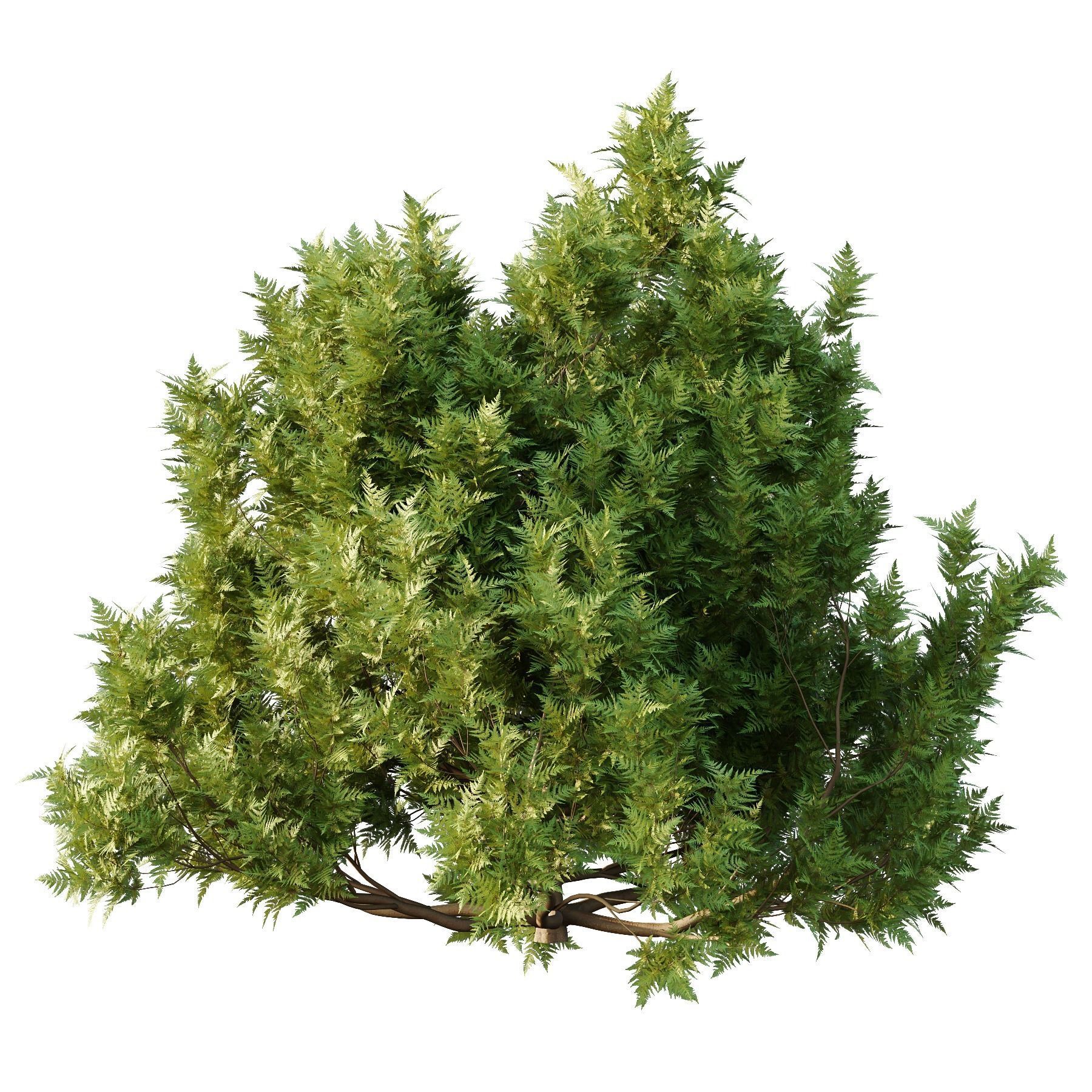 Cypress Bush 06 3D model_3