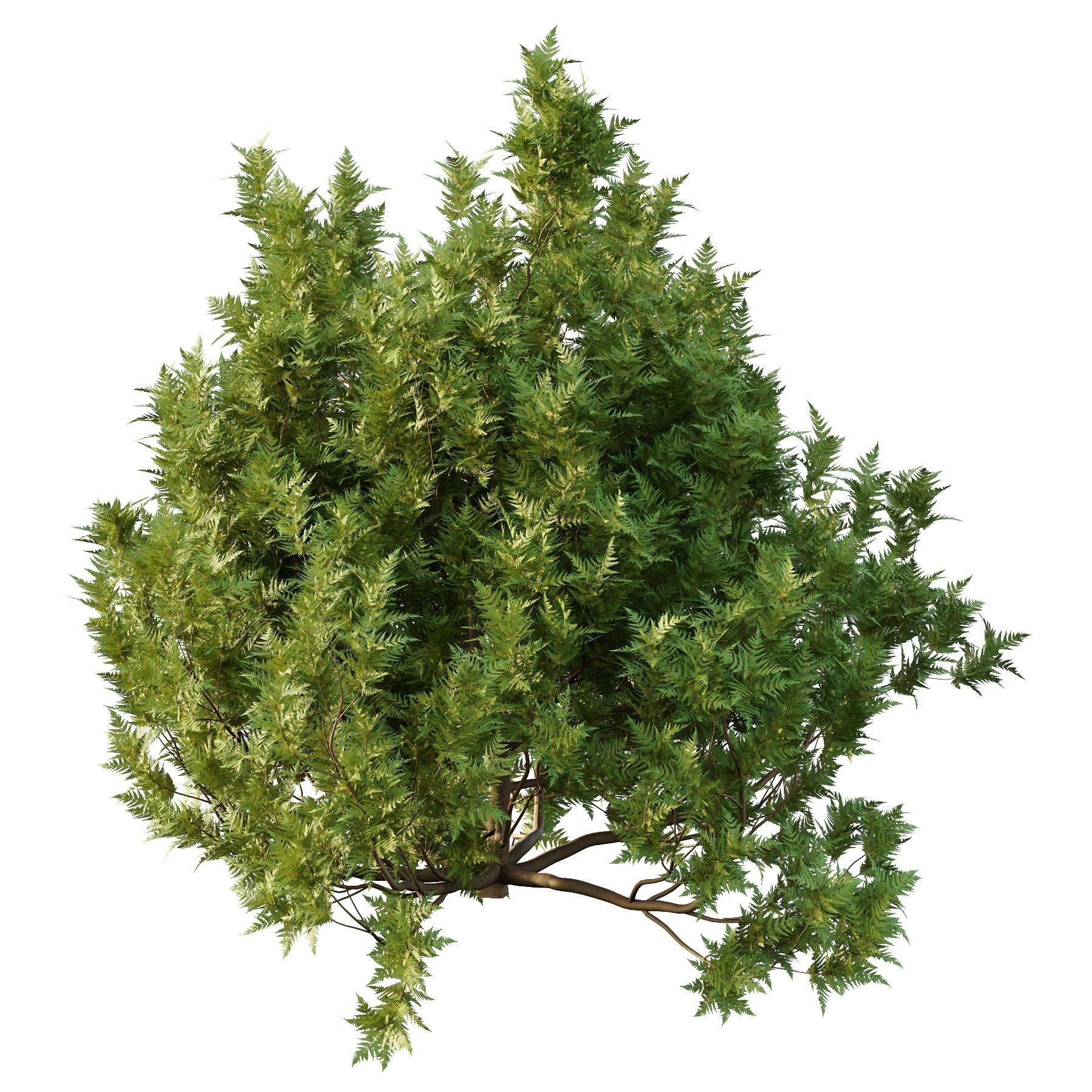 Cypress Bush 06 3D model_1