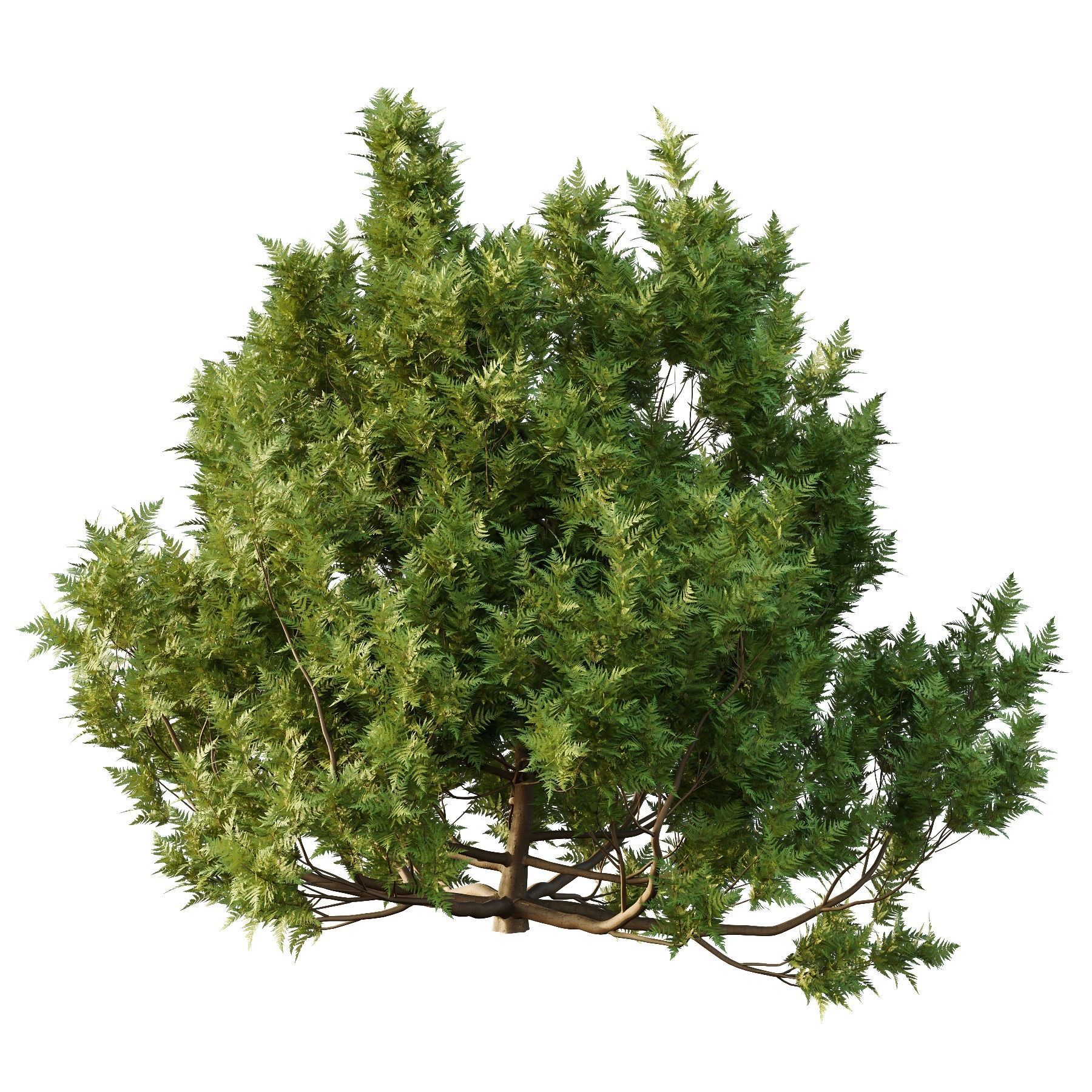 Cypress Bush 06 3D model_4