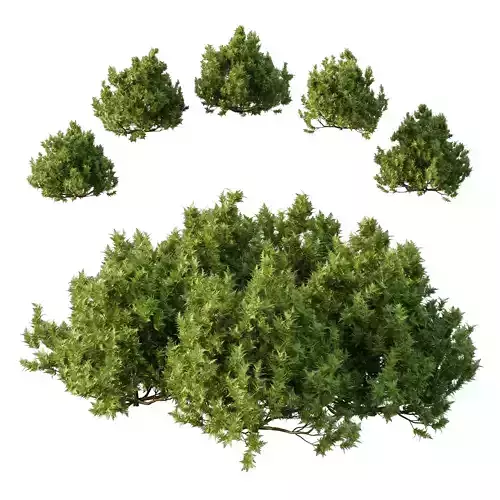 Cypress Bush 06 3D model