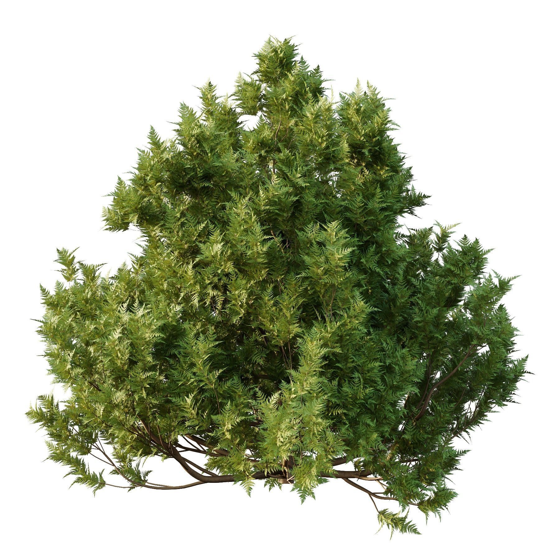 Cypress Bush 06 3D model_2