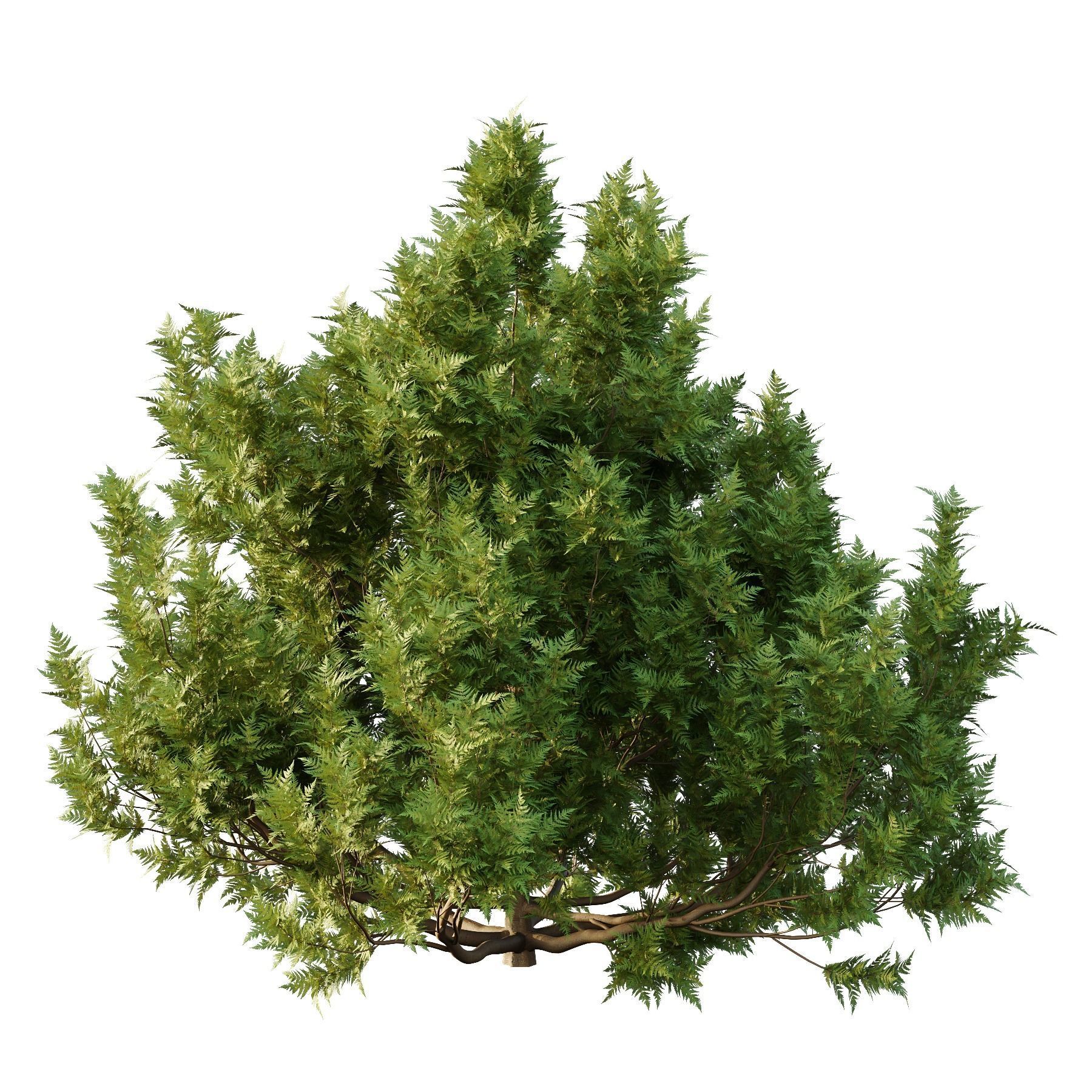 Cypress Bush 06 3D model_5