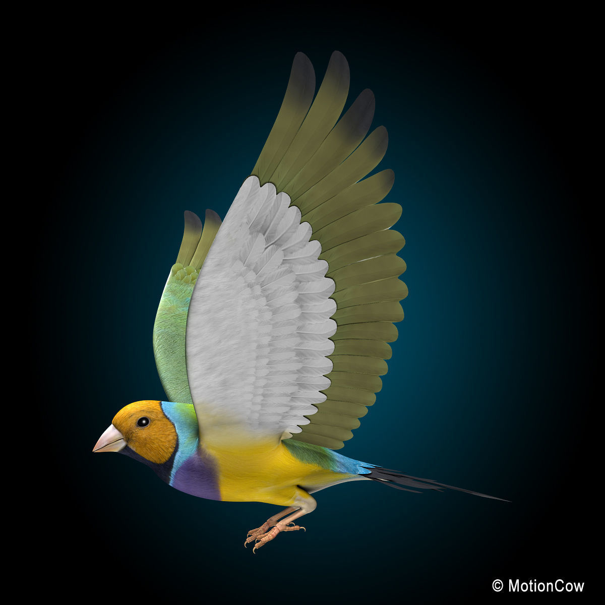 Finch - Flight 3D model_9